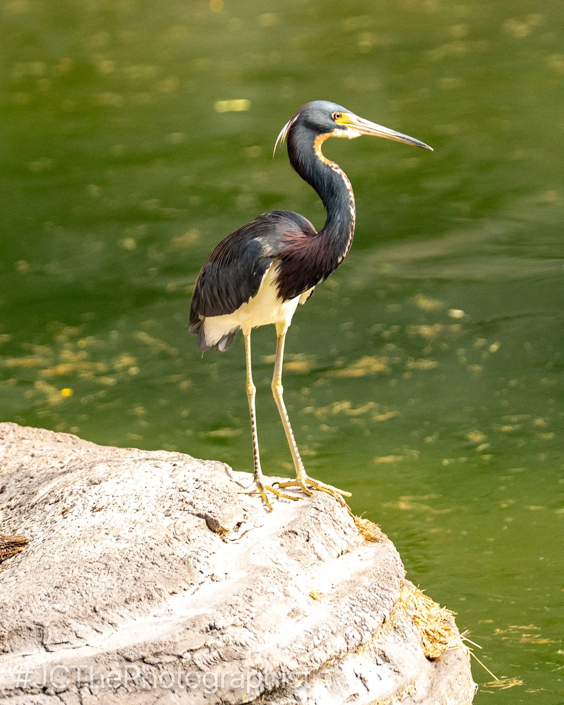 Animal Kingdom-137.jpg