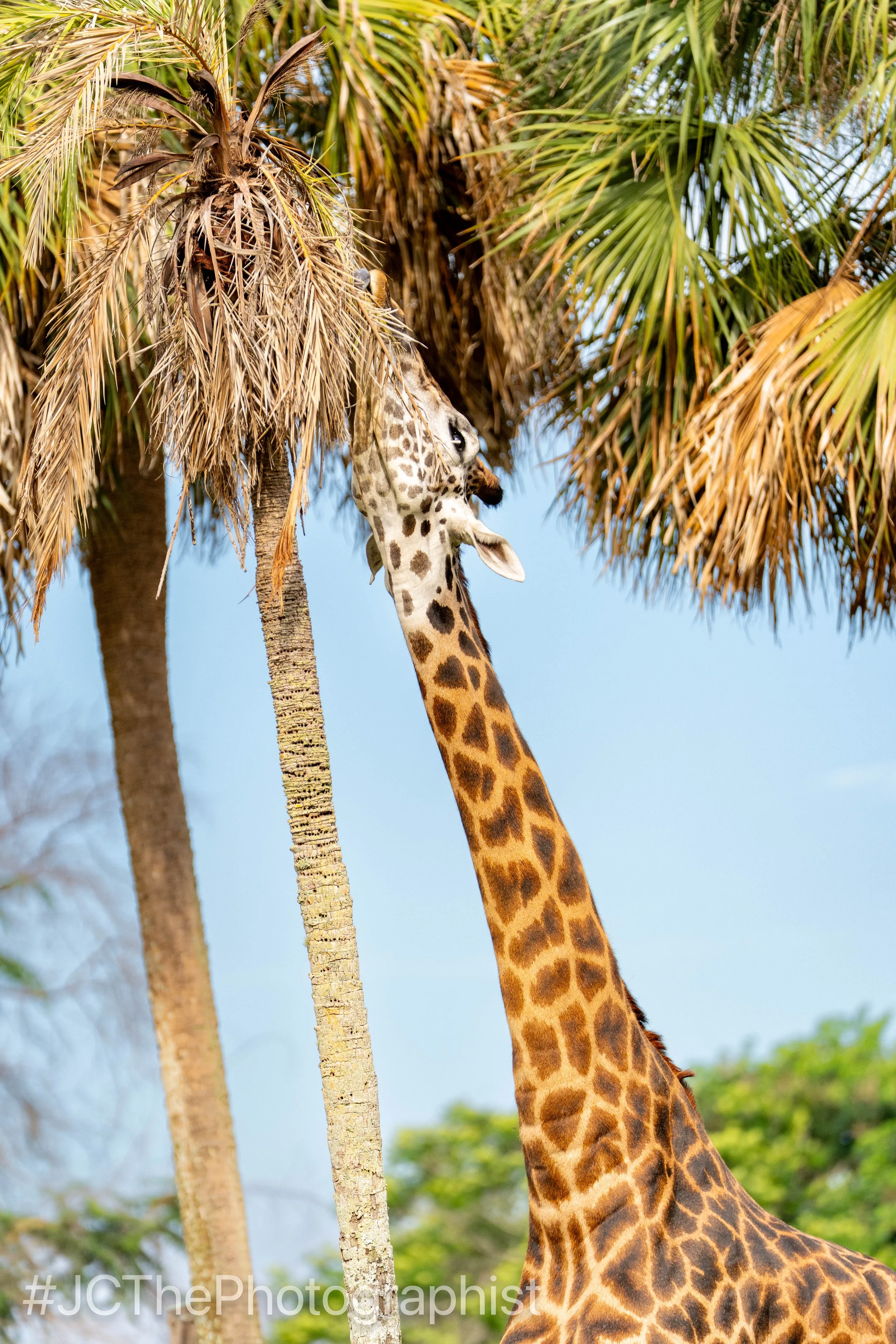 Animal Kingdom-149.jpg
