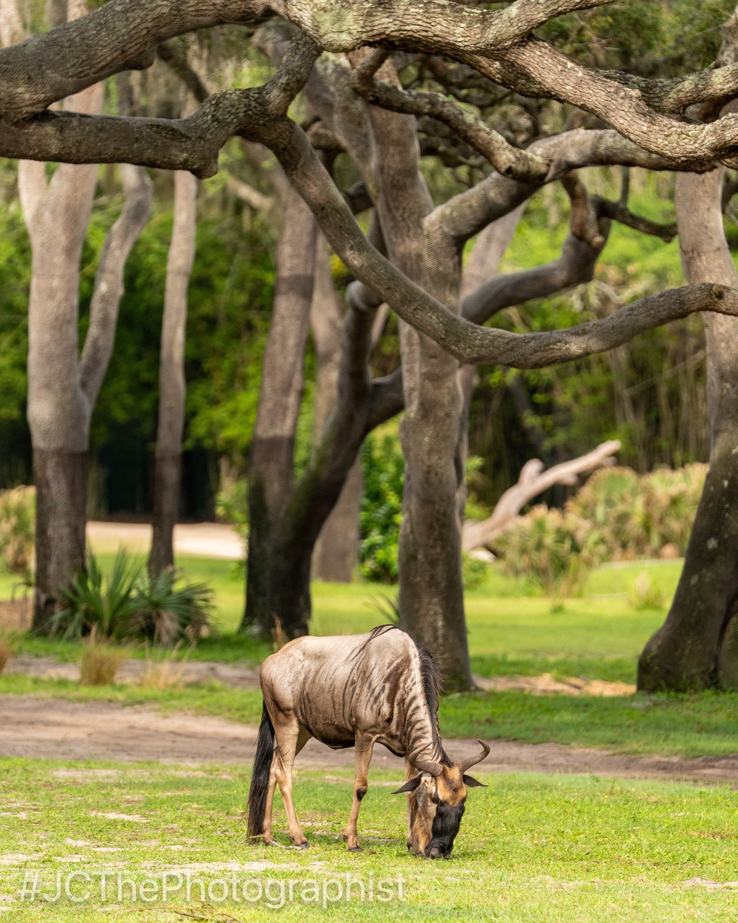 Animal Kingdom-144.jpg