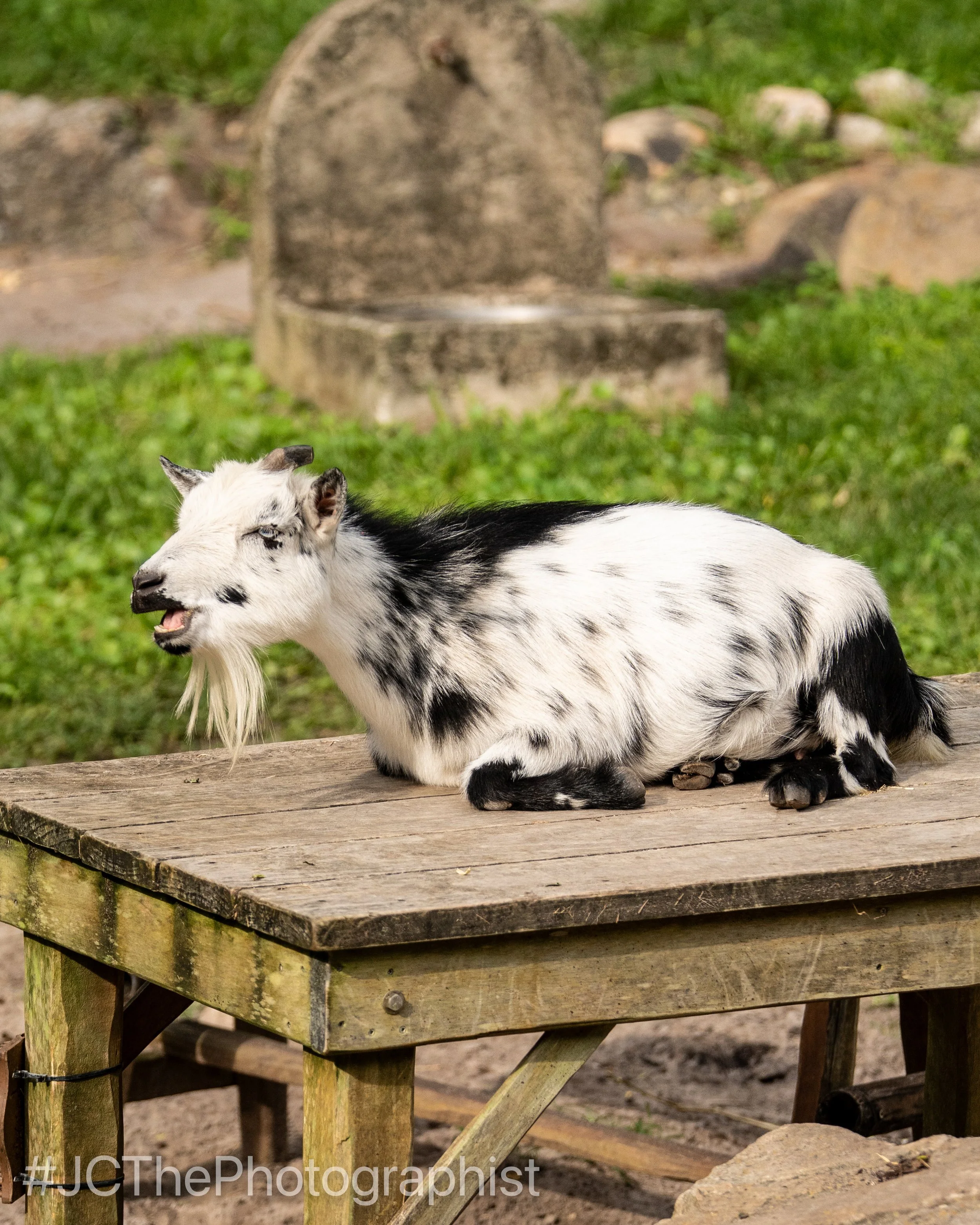 Animal Kingdom-161.jpg