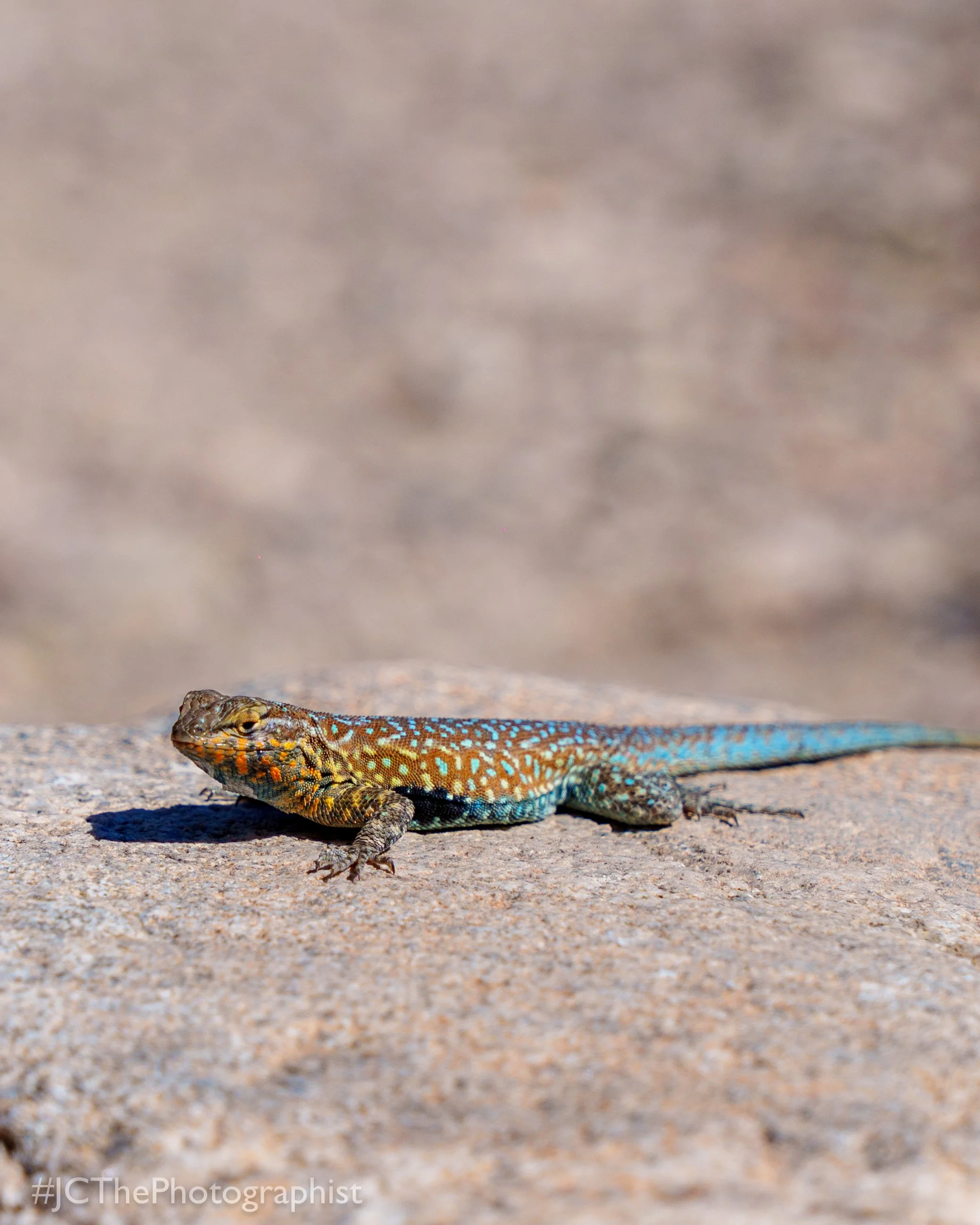 White Tanks Hike-136.jpg