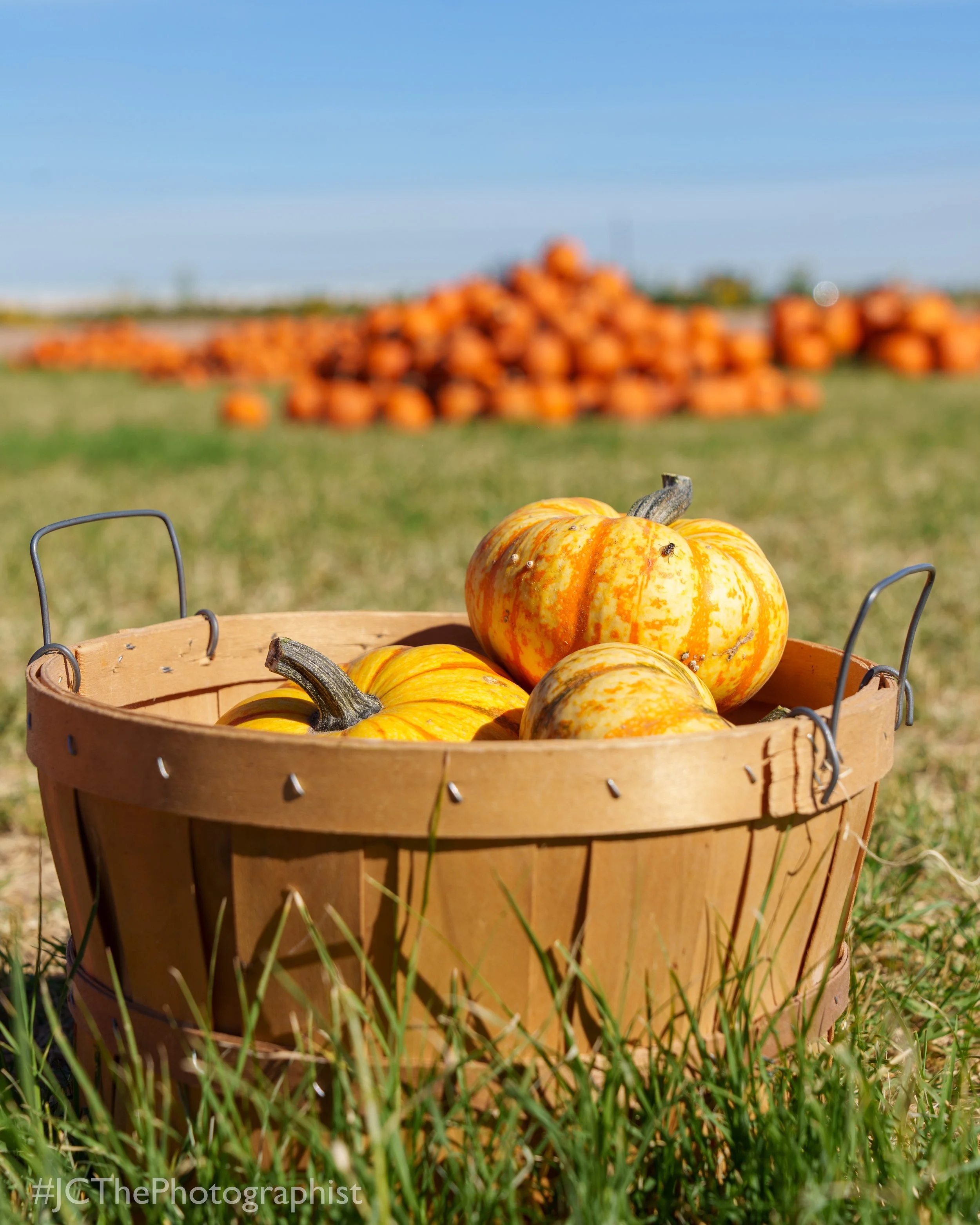 Sunflower Farm-129.jpg