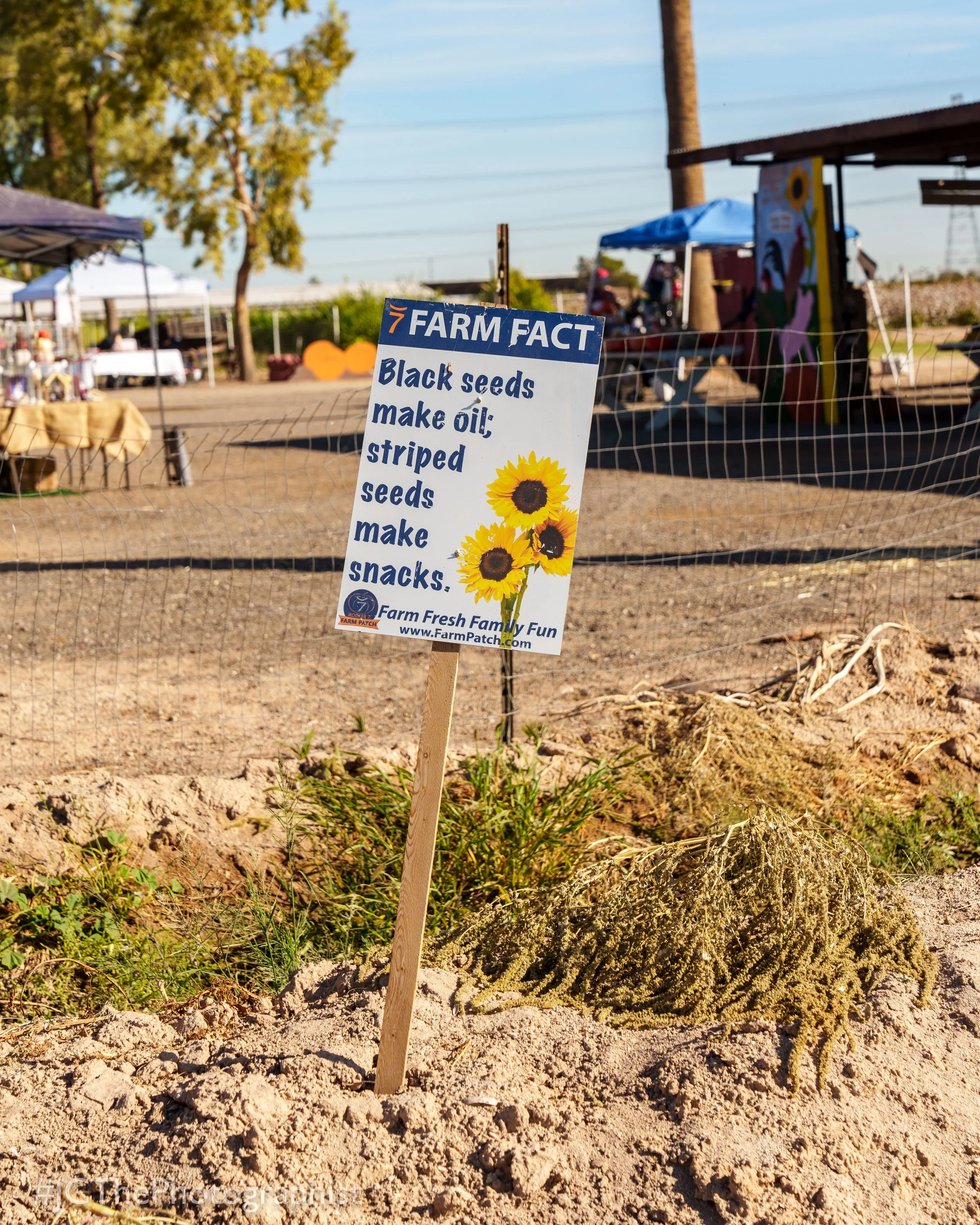 Sunflower Farm-100.jpg