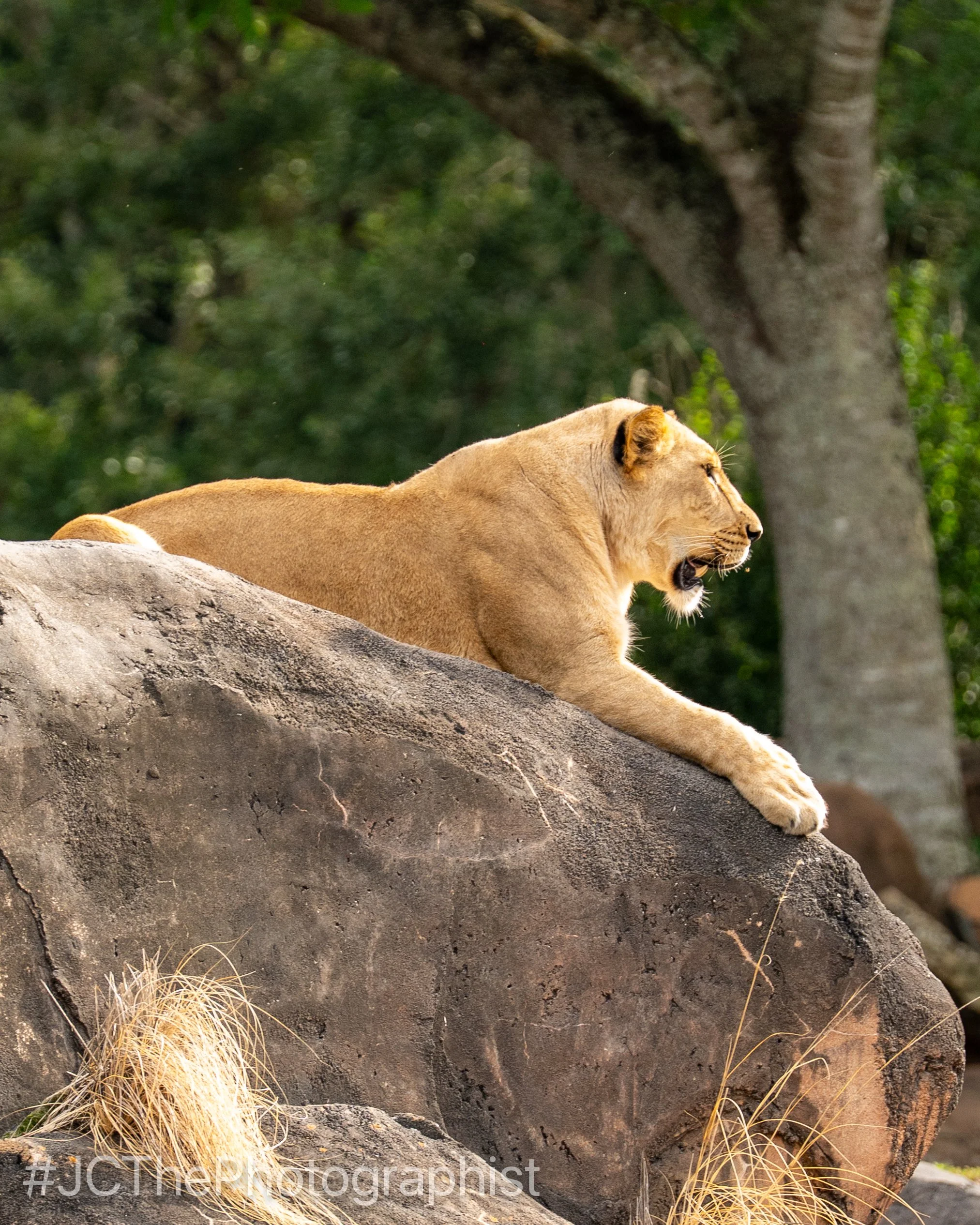 Animal Kingdom-156.jpg