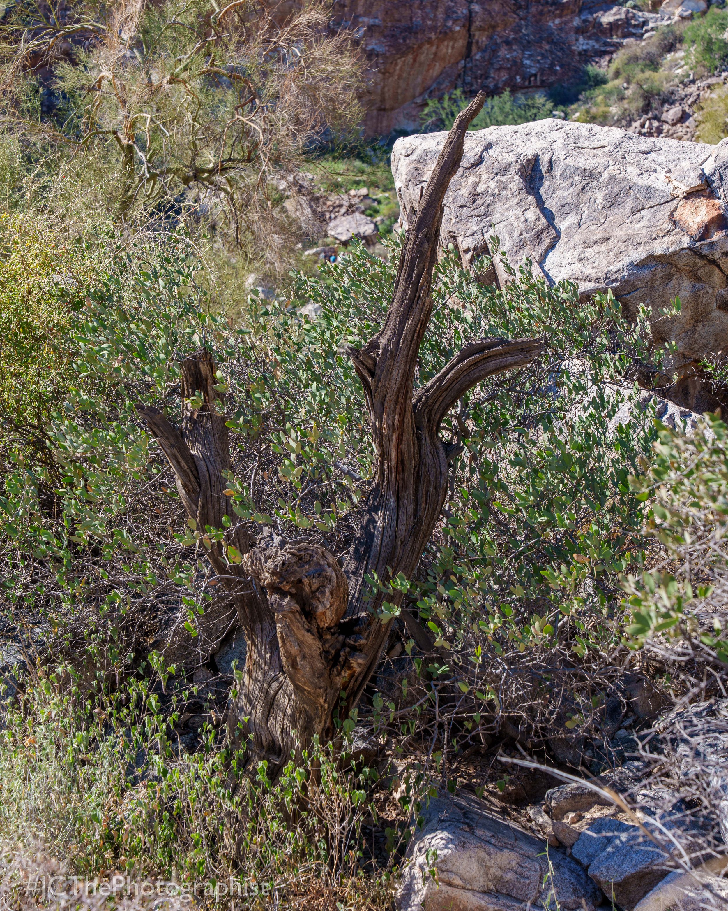 White Tanks Hike-112.jpg