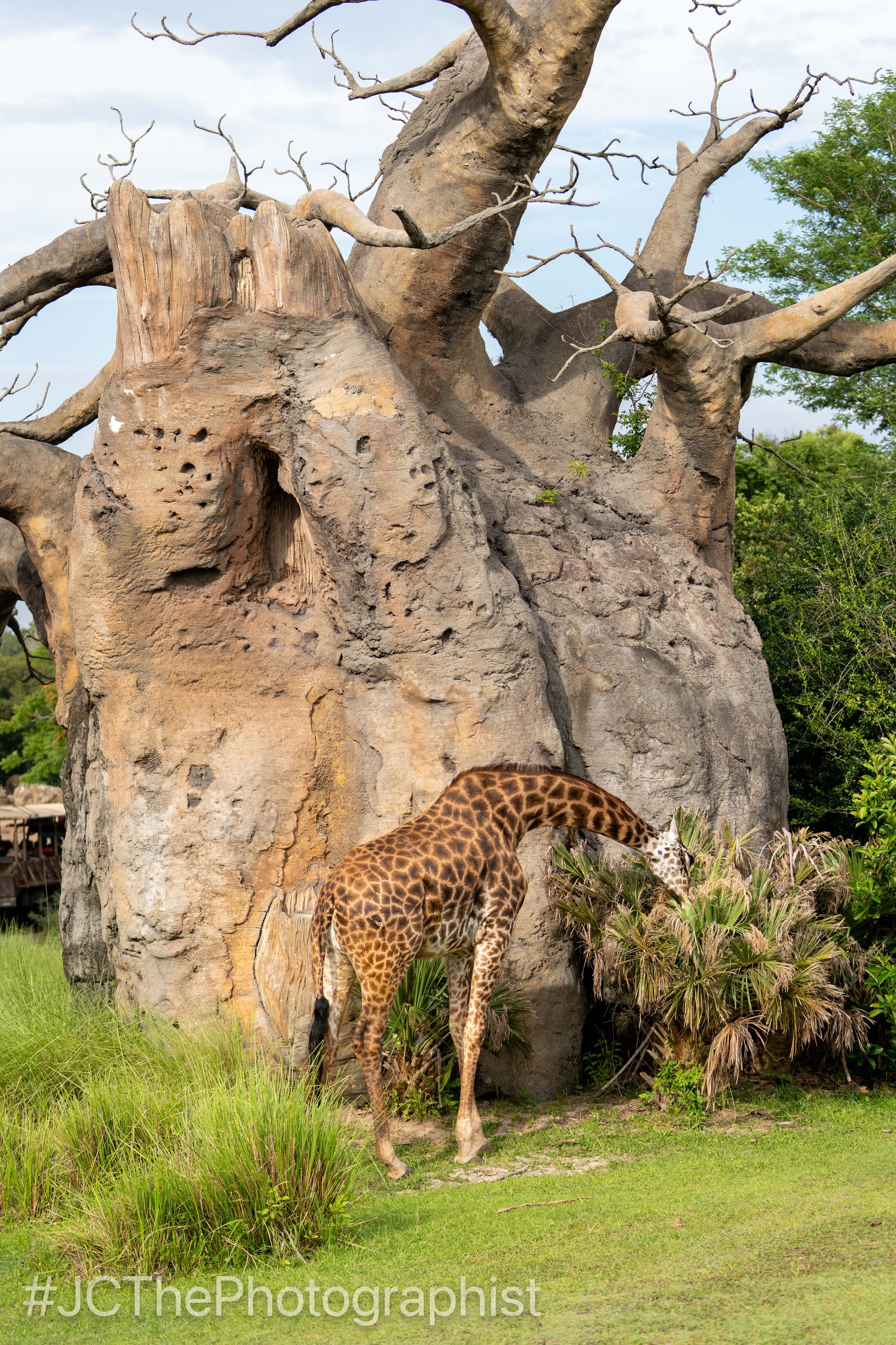 Animal Kingdom-151.jpg