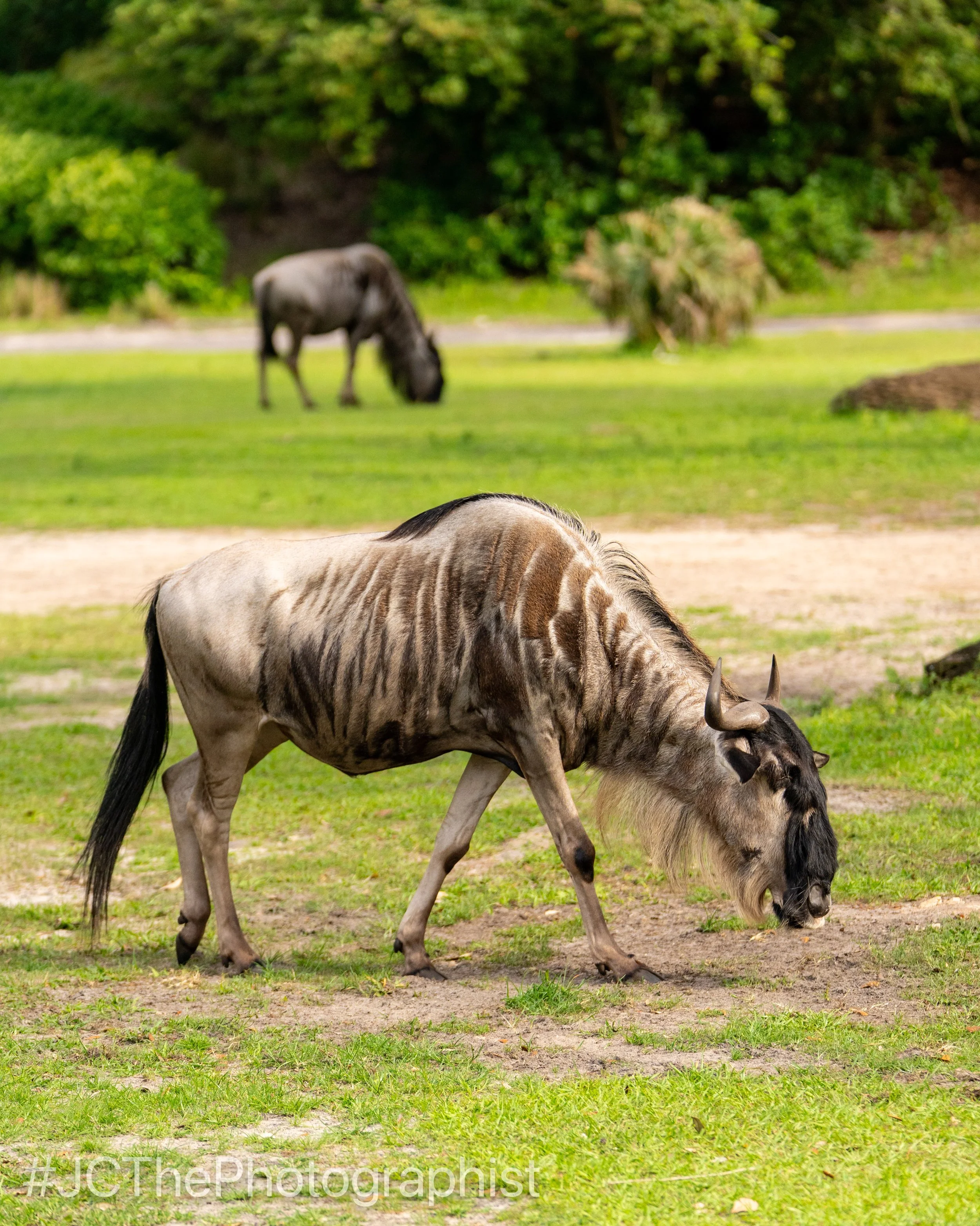 Animal Kingdom-145.jpg