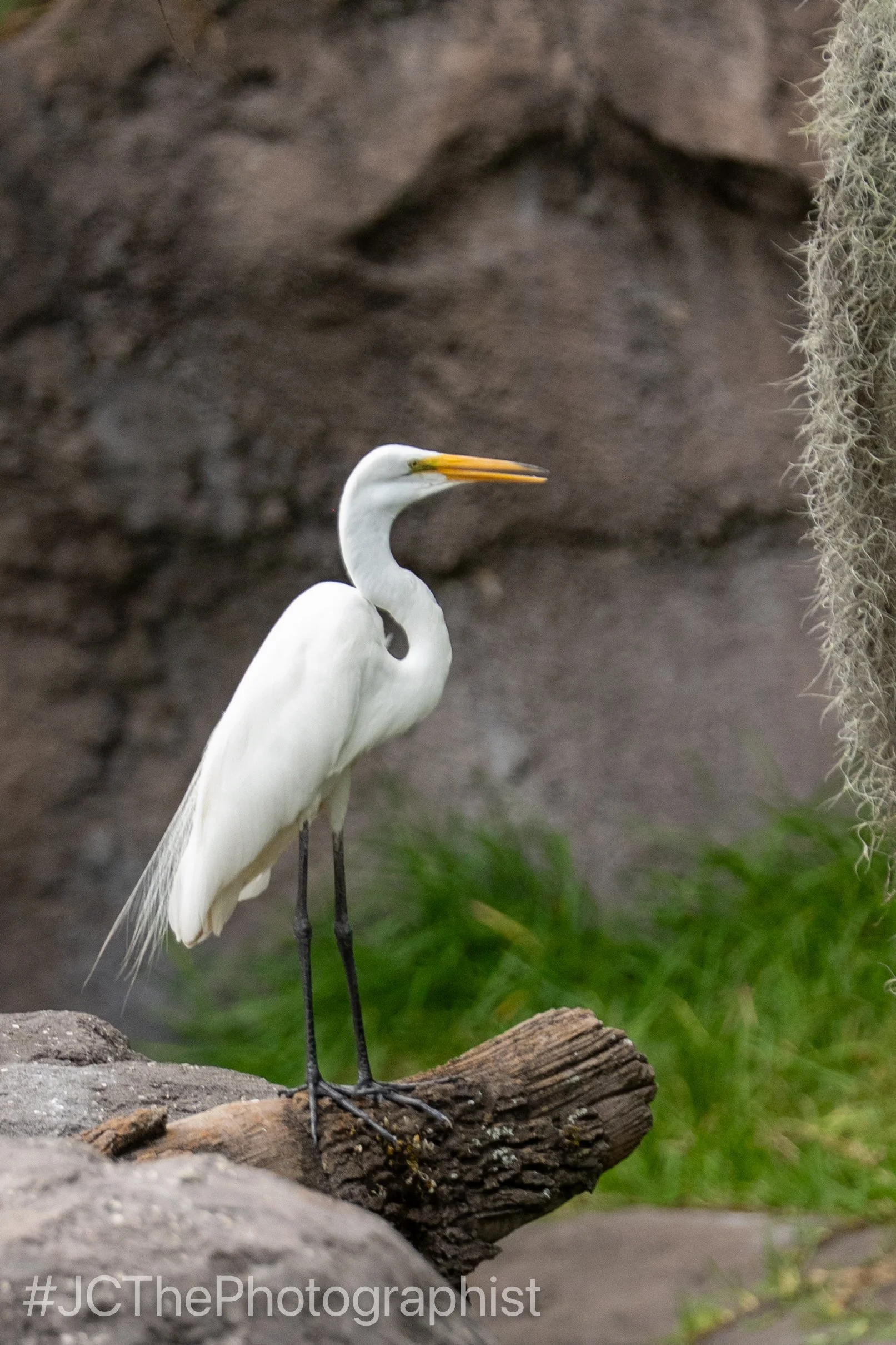 Animal Kingdom-139.jpg