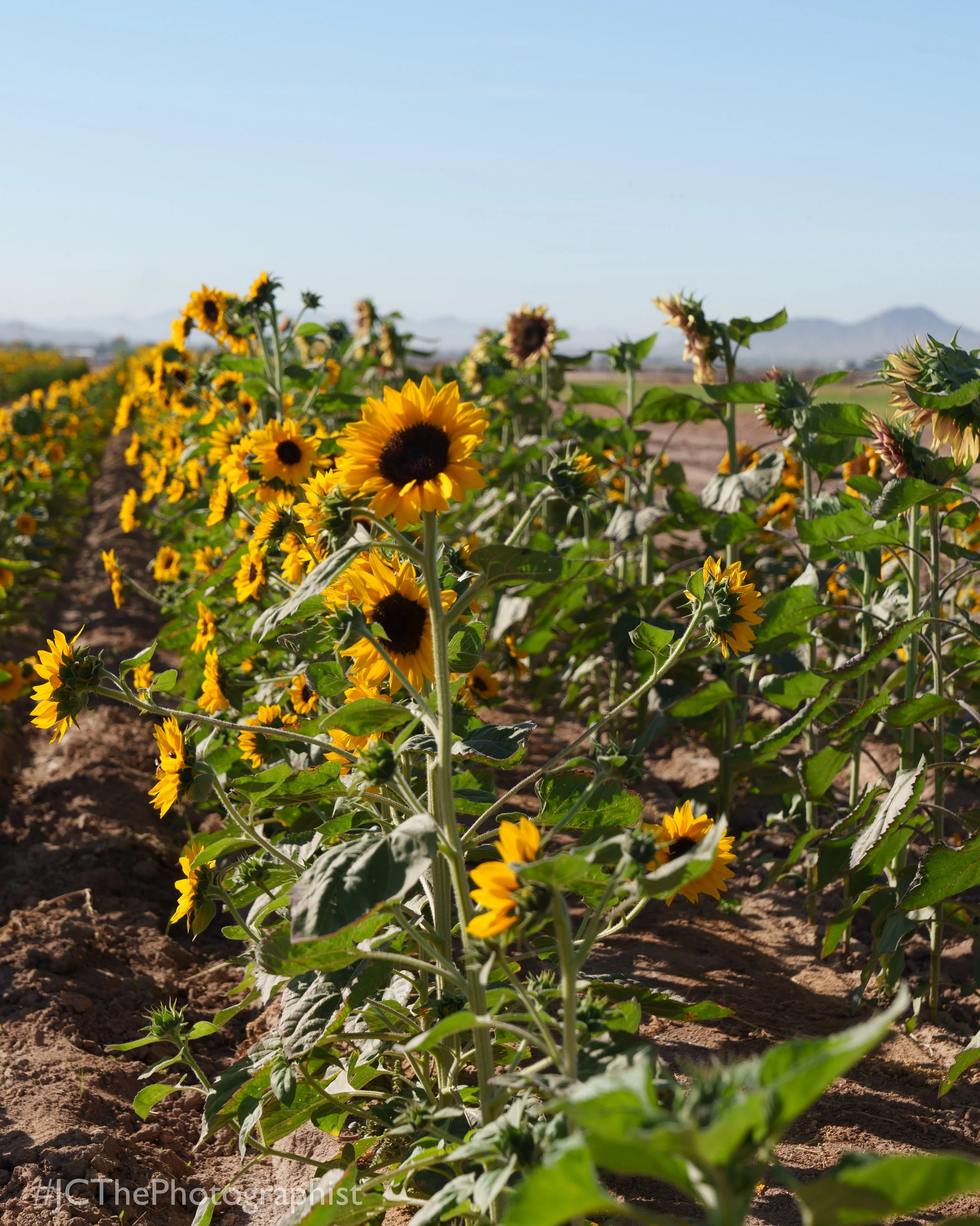 Sunflower Farm-102.jpg