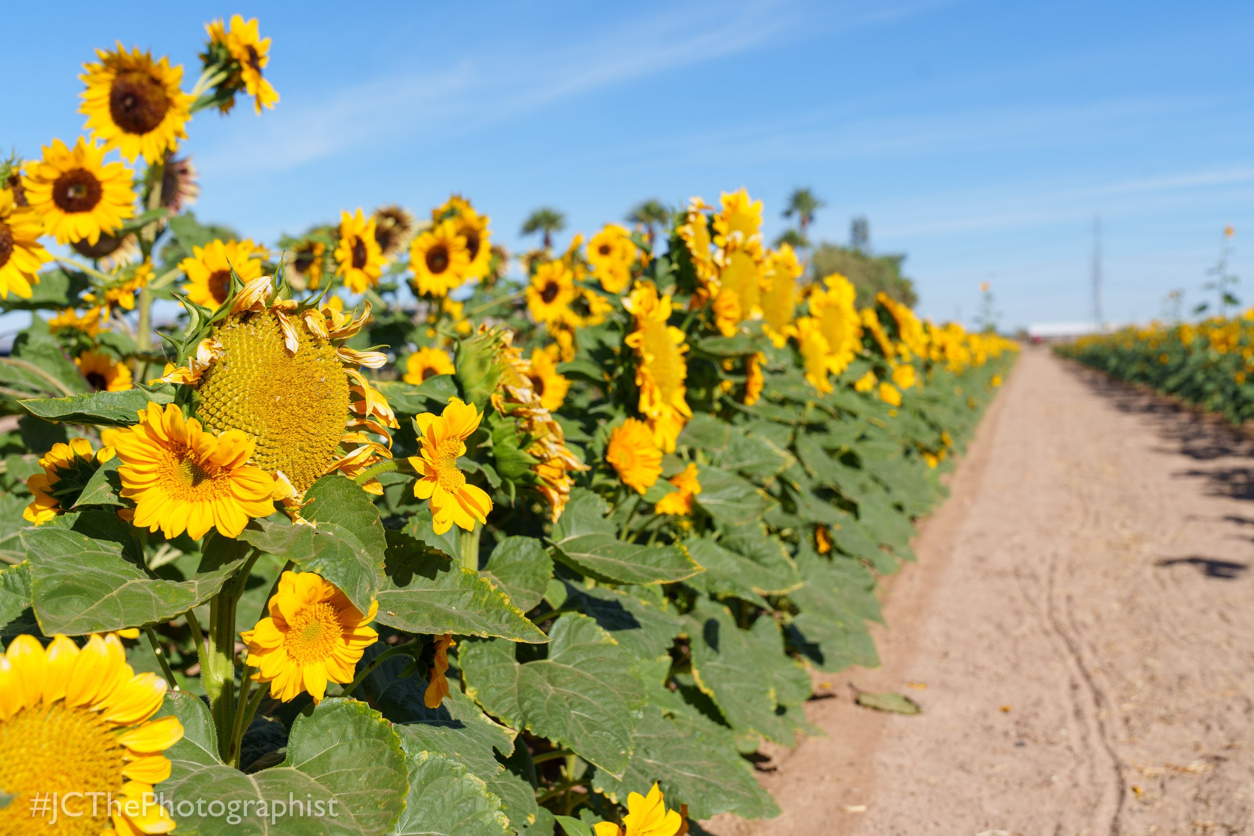 Sunflower Farm-108.jpg