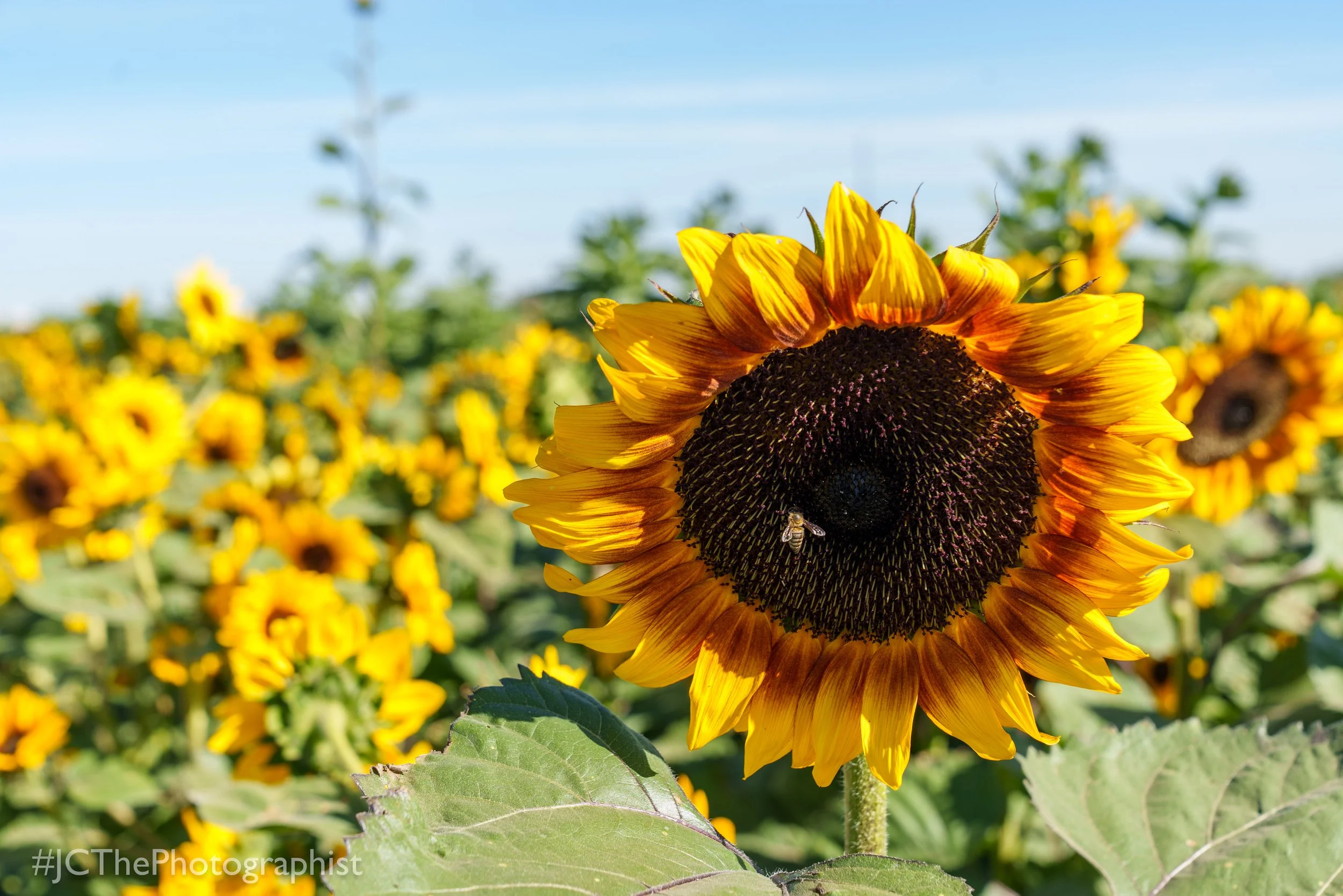 Sunflower Farm-116.jpg