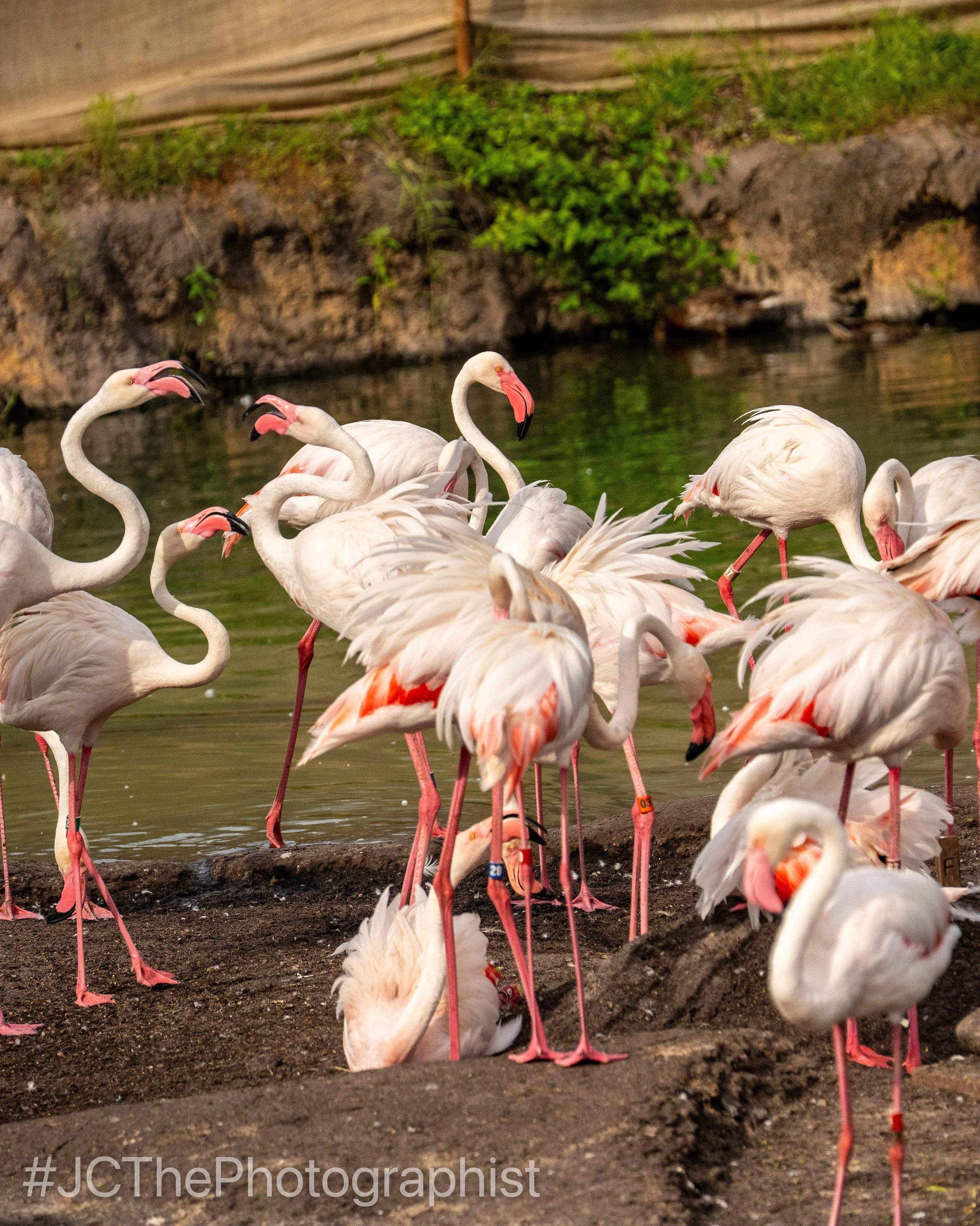 Animal Kingdom-154.jpg