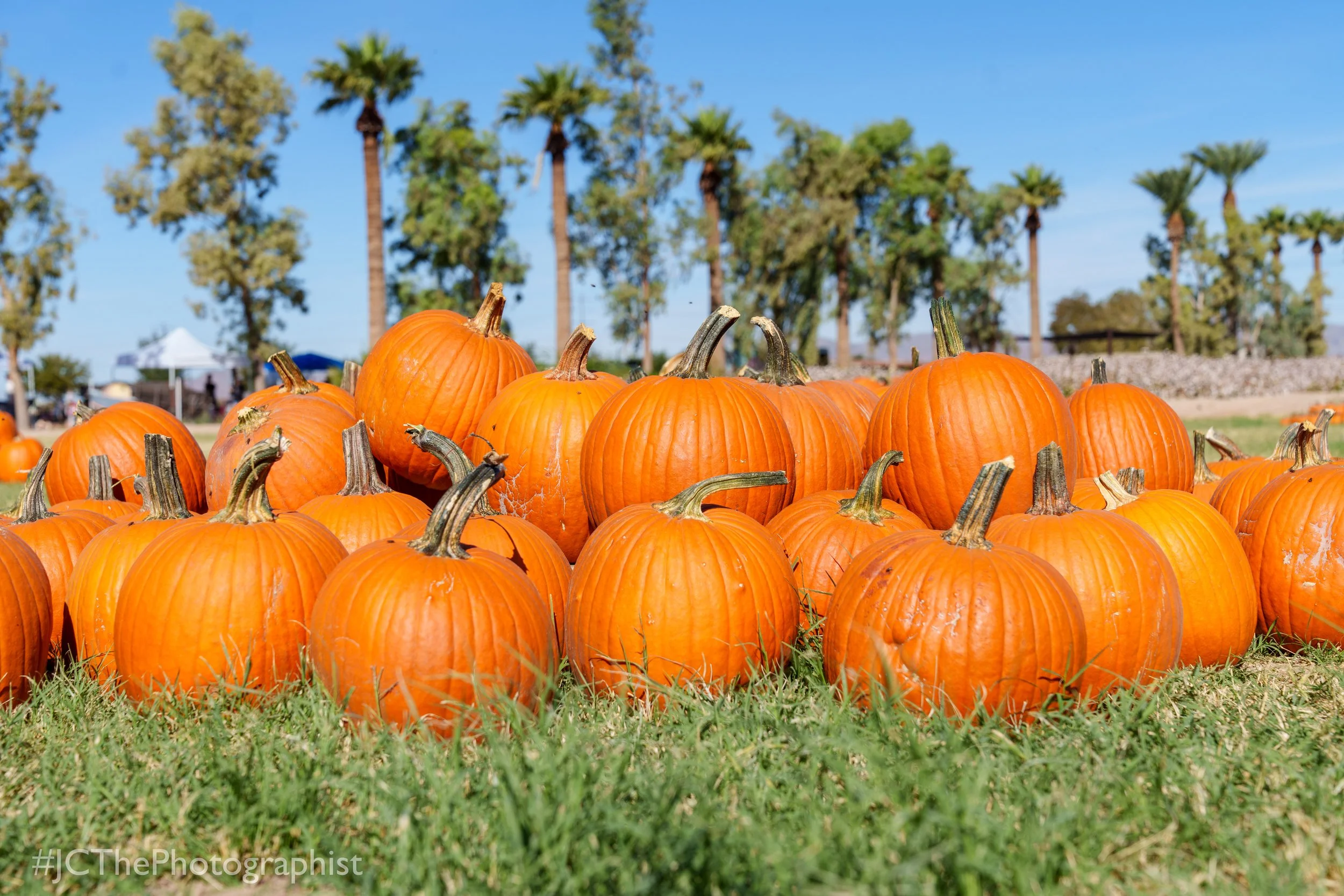 Sunflower Farm-128.jpg