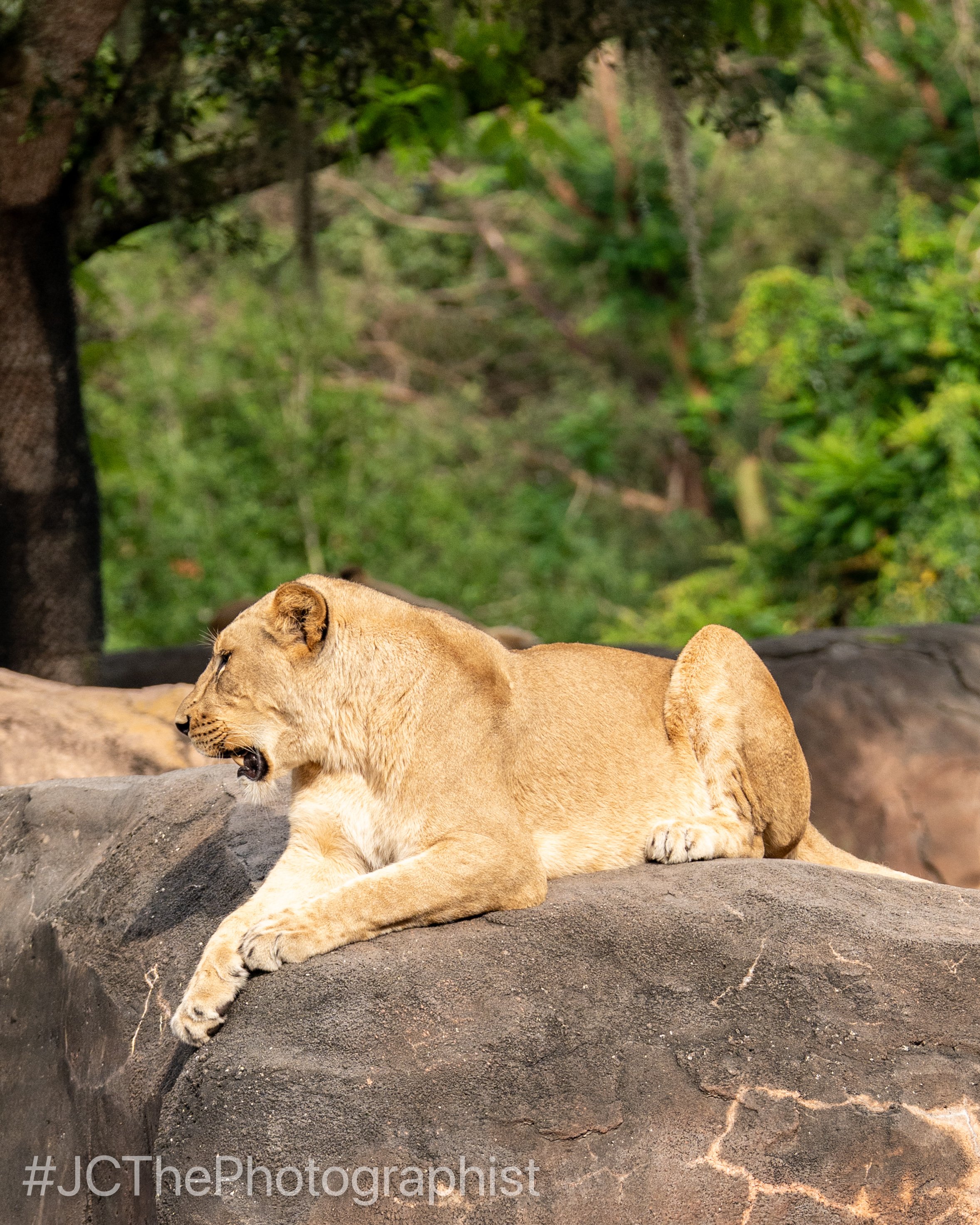 Animal Kingdom-159.jpg