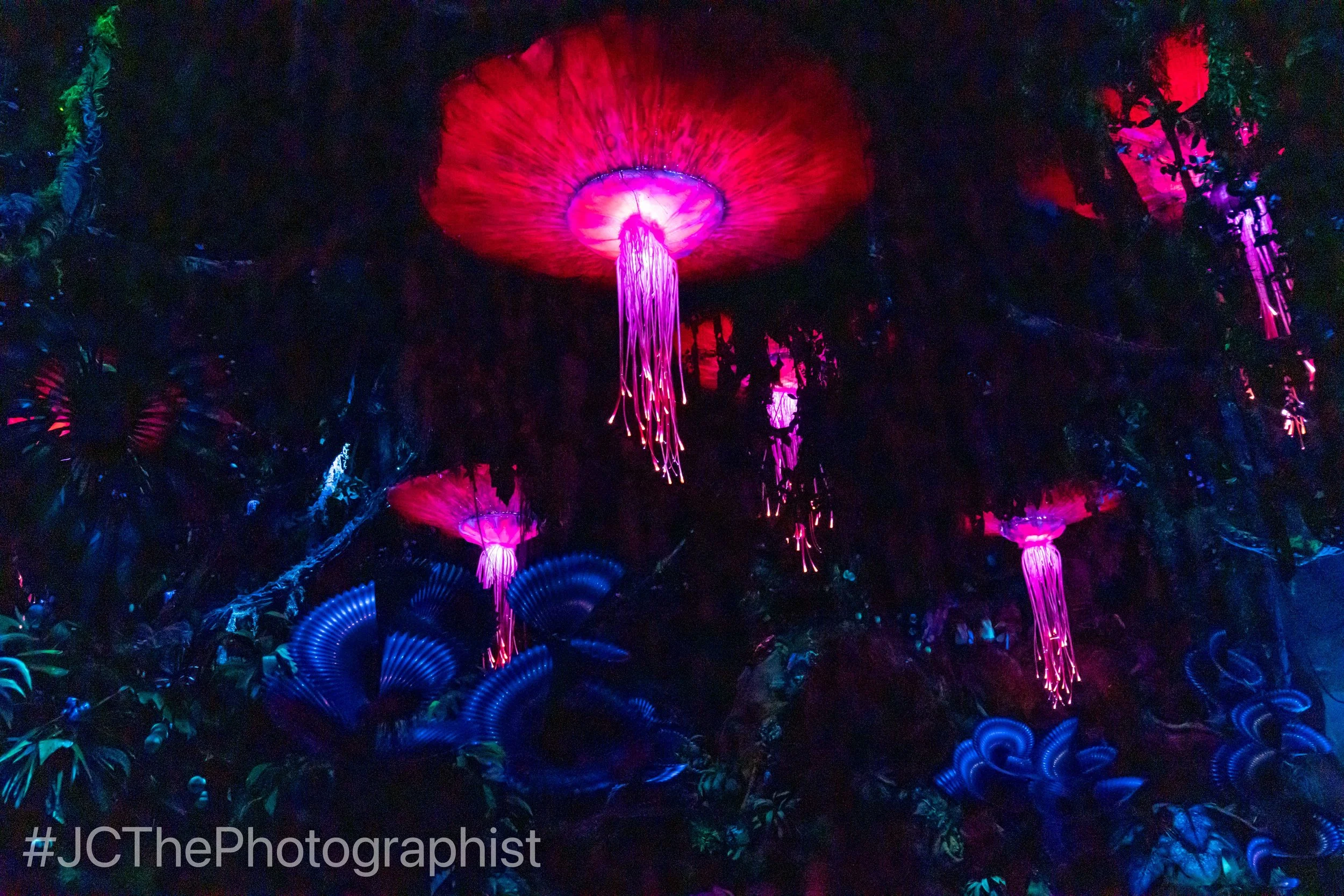 Animal Kingdom-114.jpg