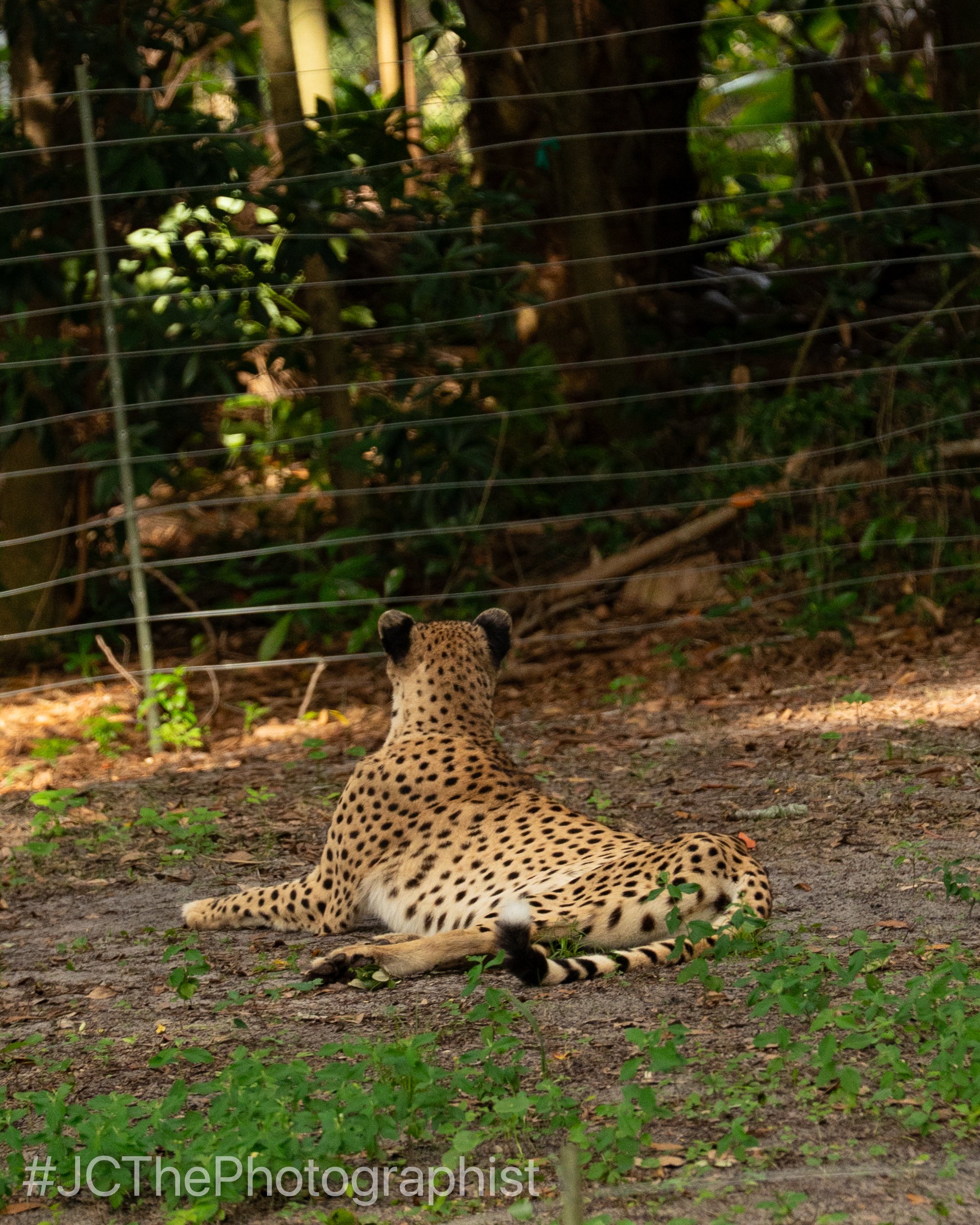 Animal Kingdom-155.jpg