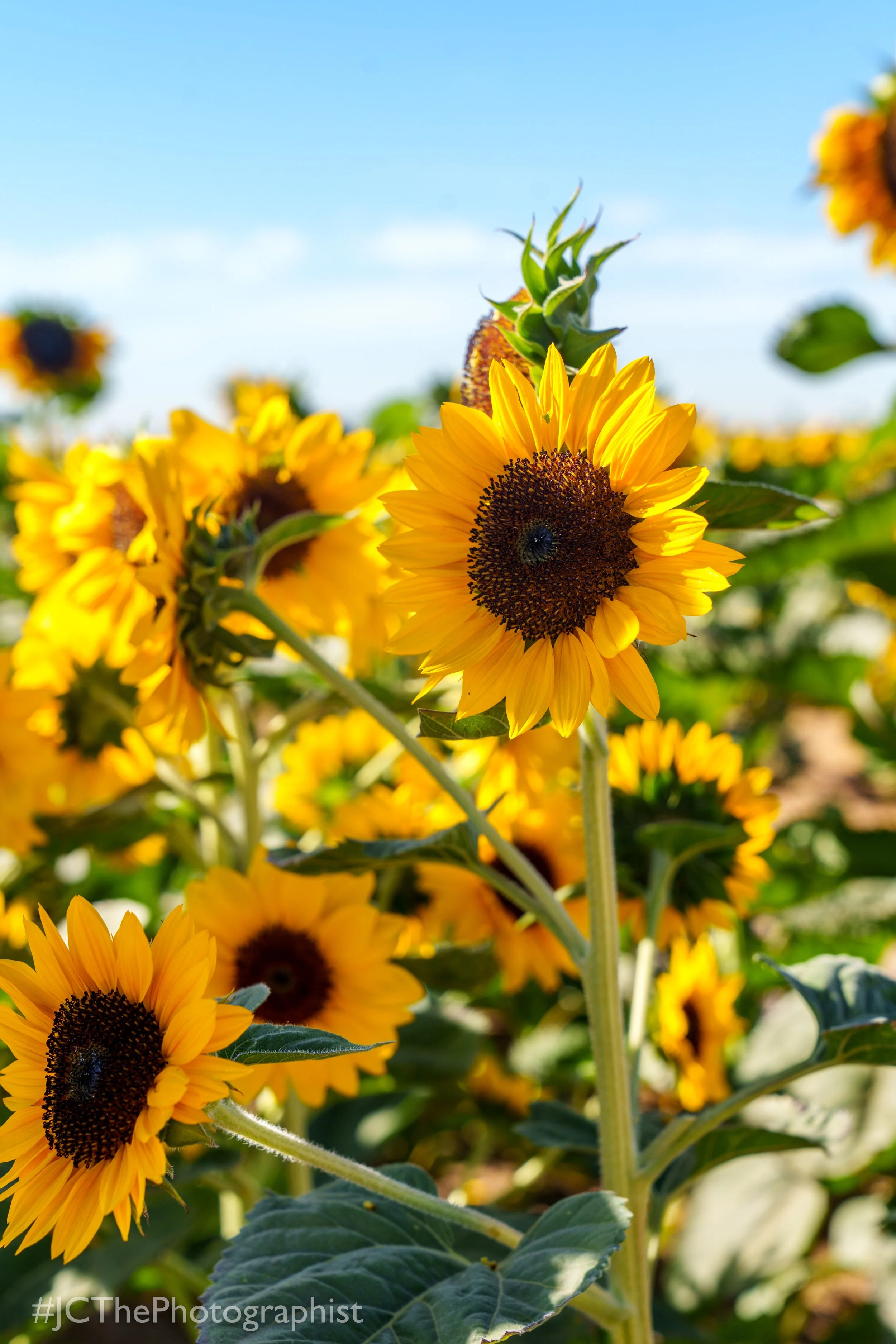 Sunflower Farm-122.jpg