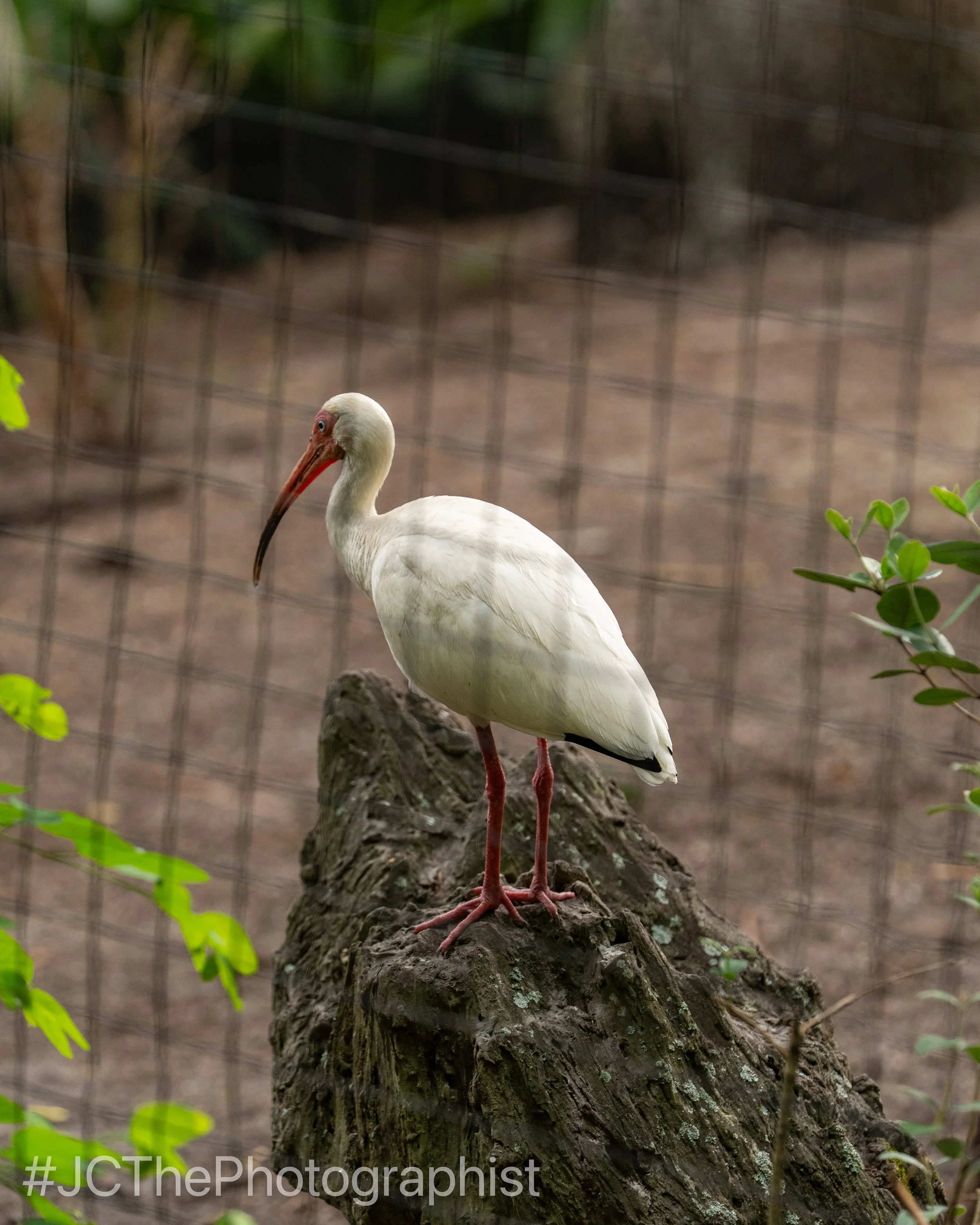 Animal Kingdom-133.jpg
