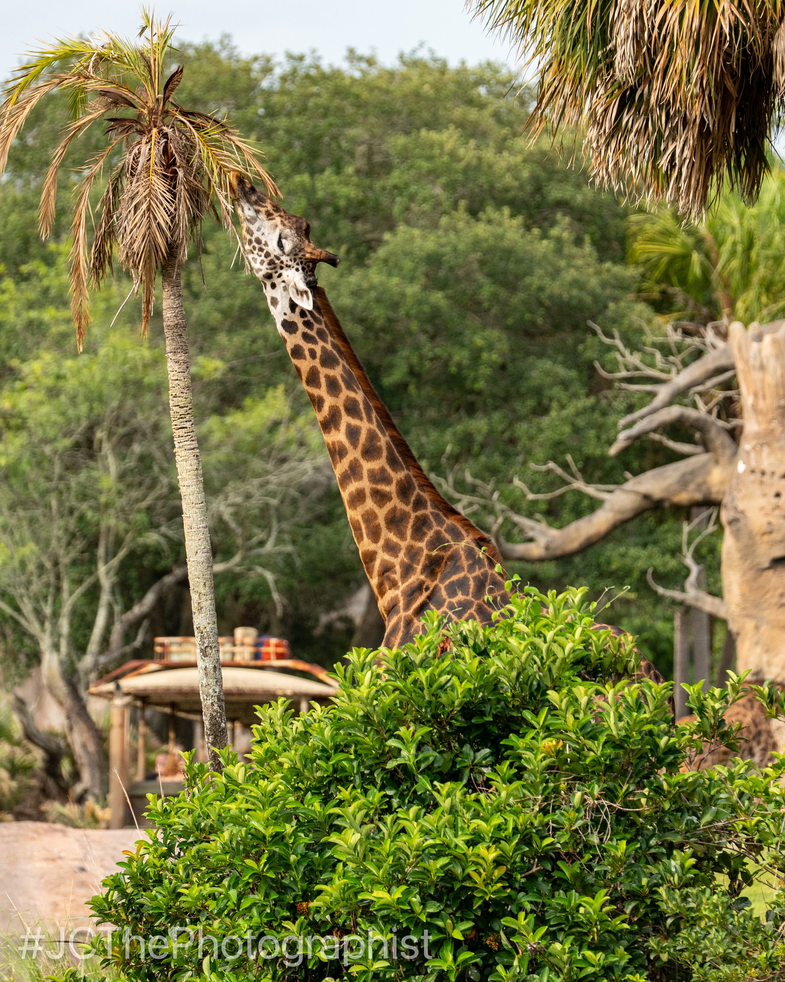 Animal Kingdom-148.jpg