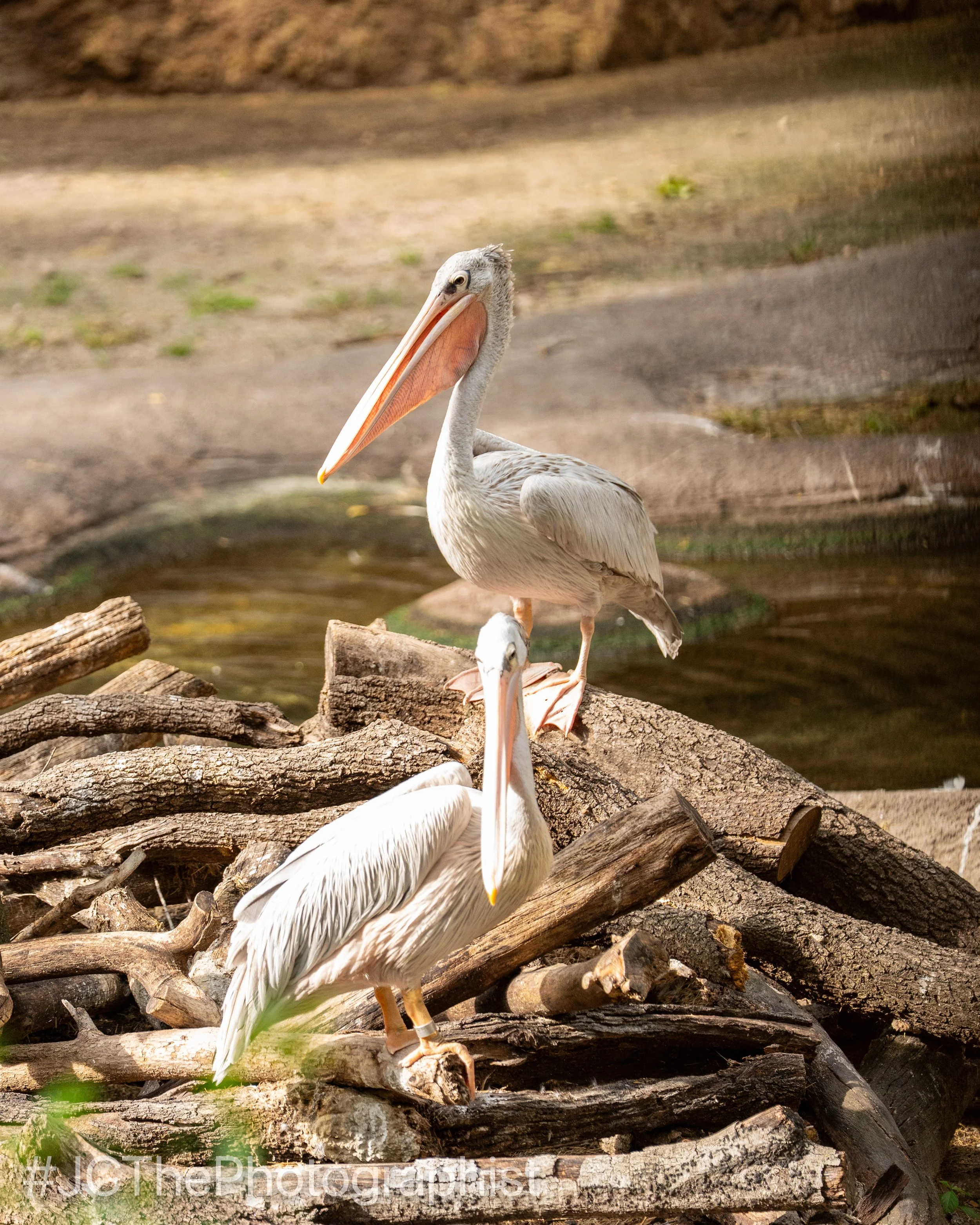 Animal Kingdom-135.jpg
