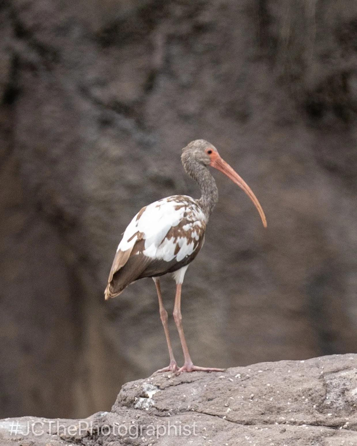 Animal Kingdom-138.jpg