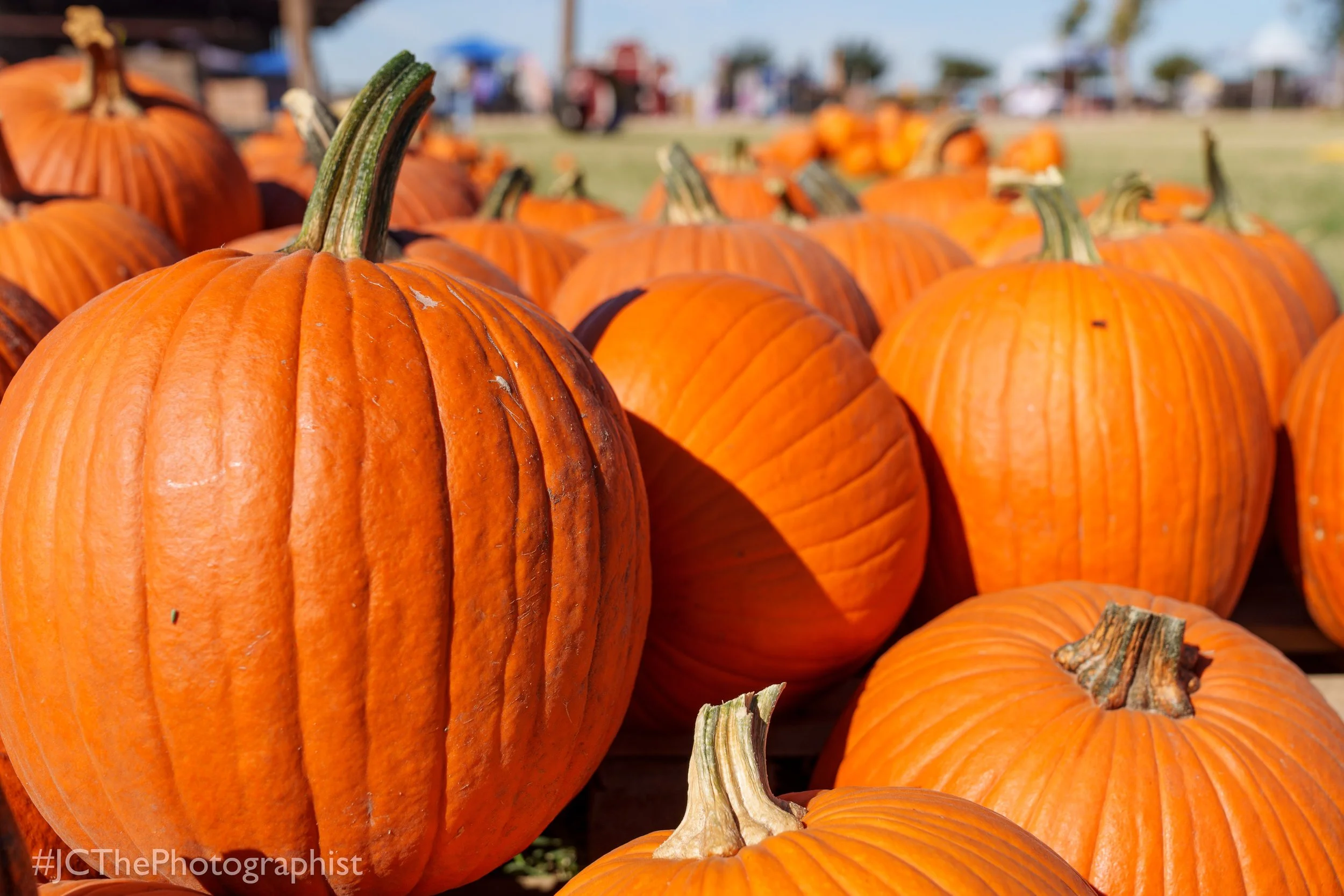 Sunflower Farm-130.jpg