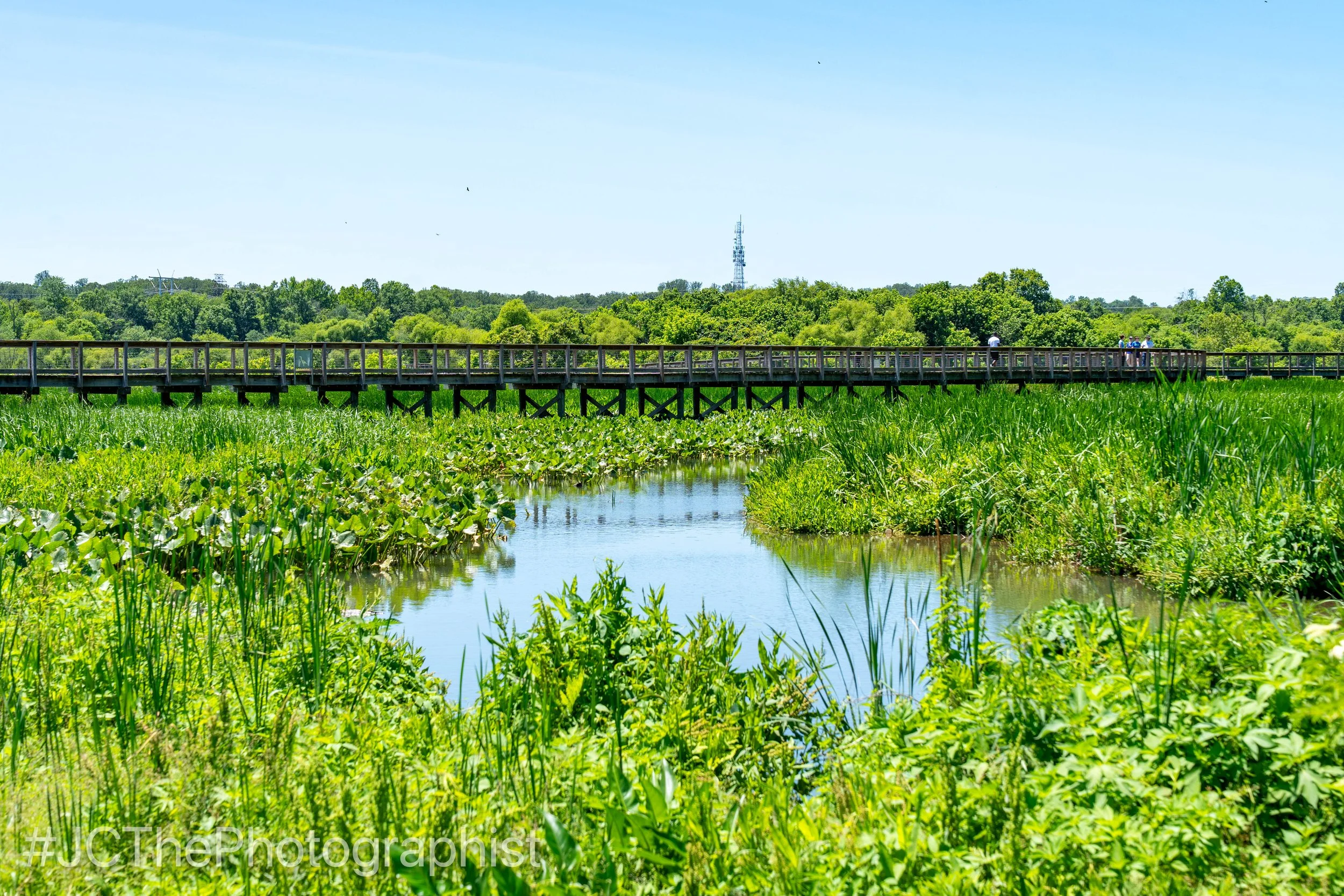 Neabsco Boardwalk-113.jpg