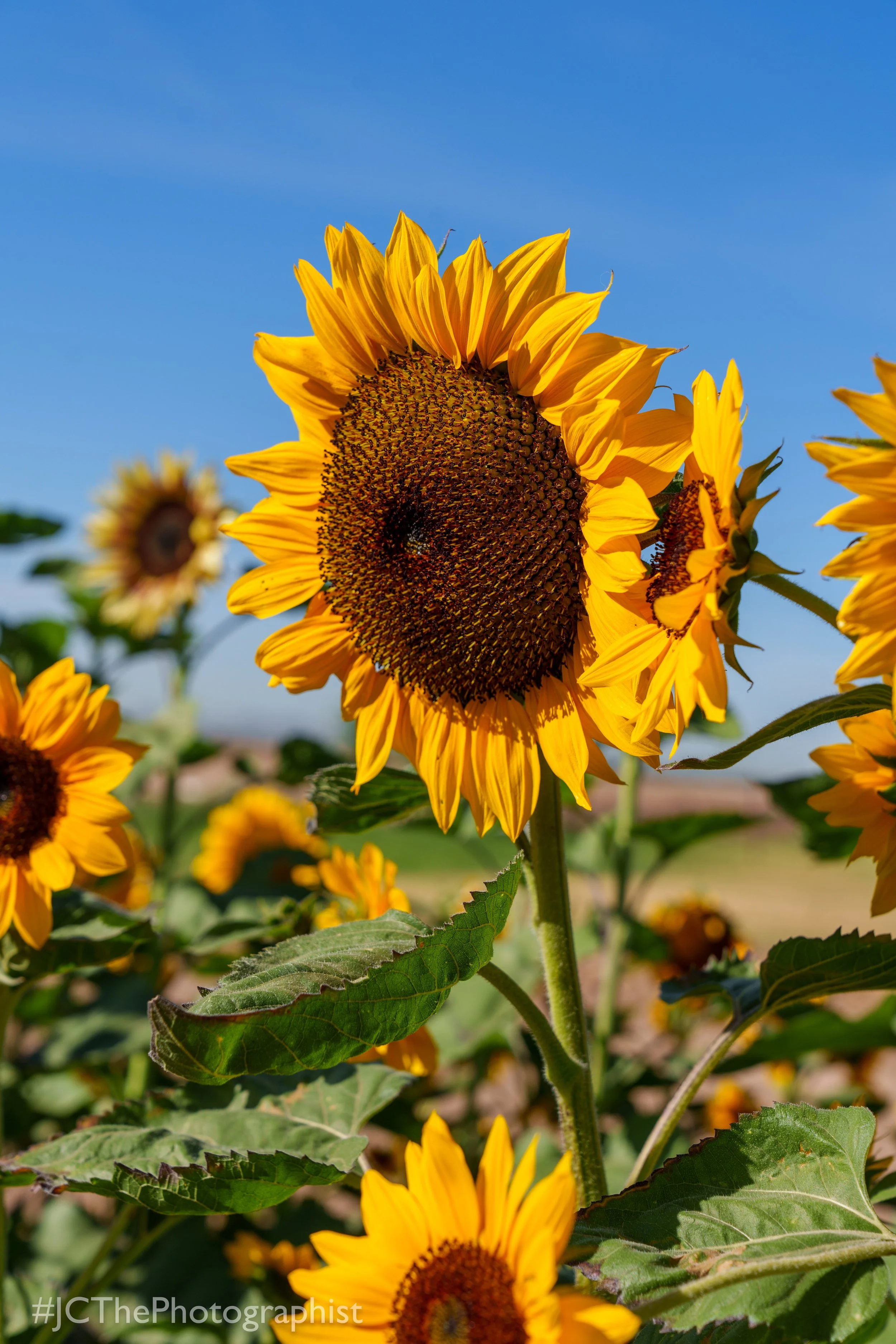 Sunflower Farm-112.jpg