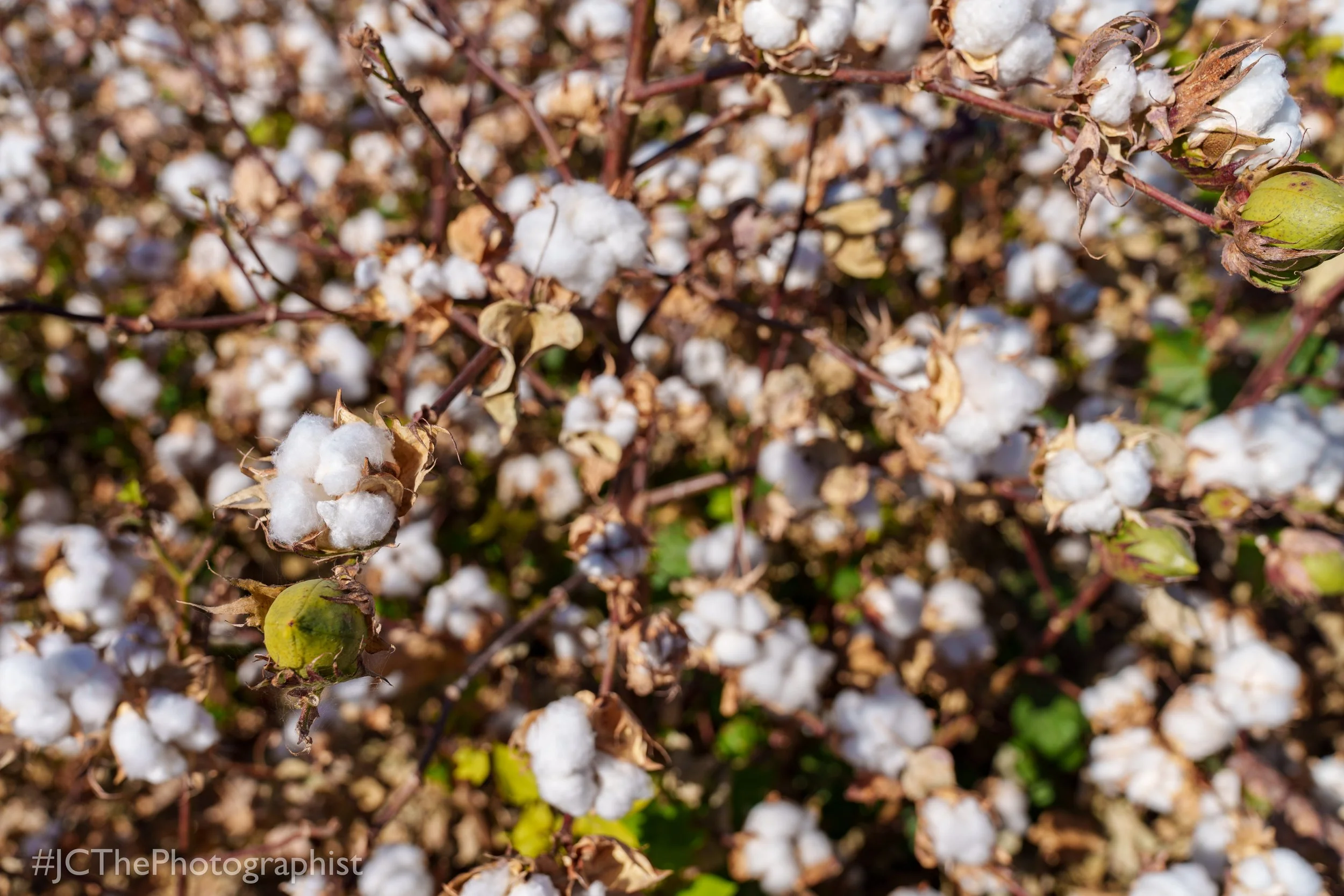 Sunflower Farm-135.jpg