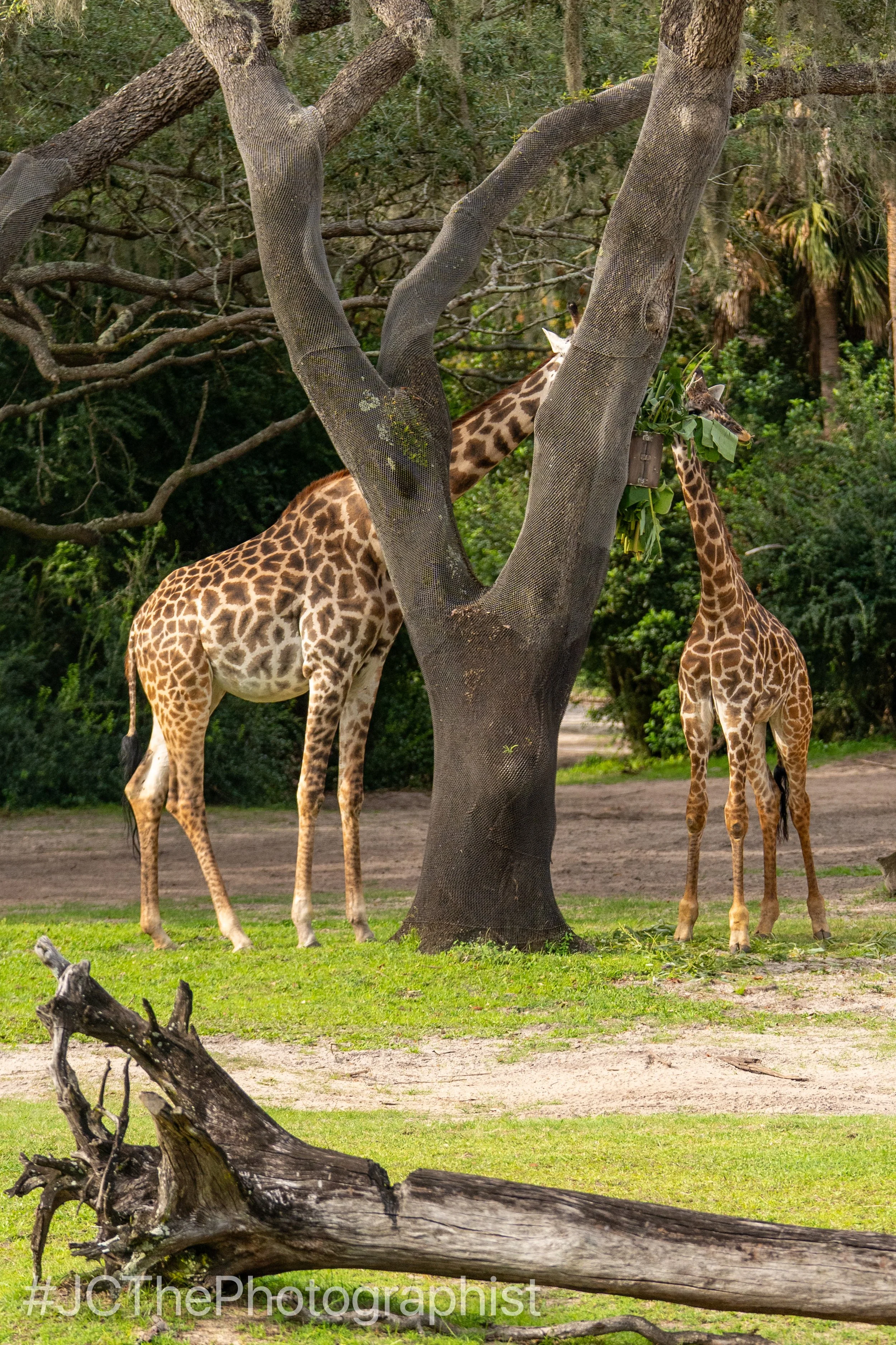 Animal Kingdom-141.jpg