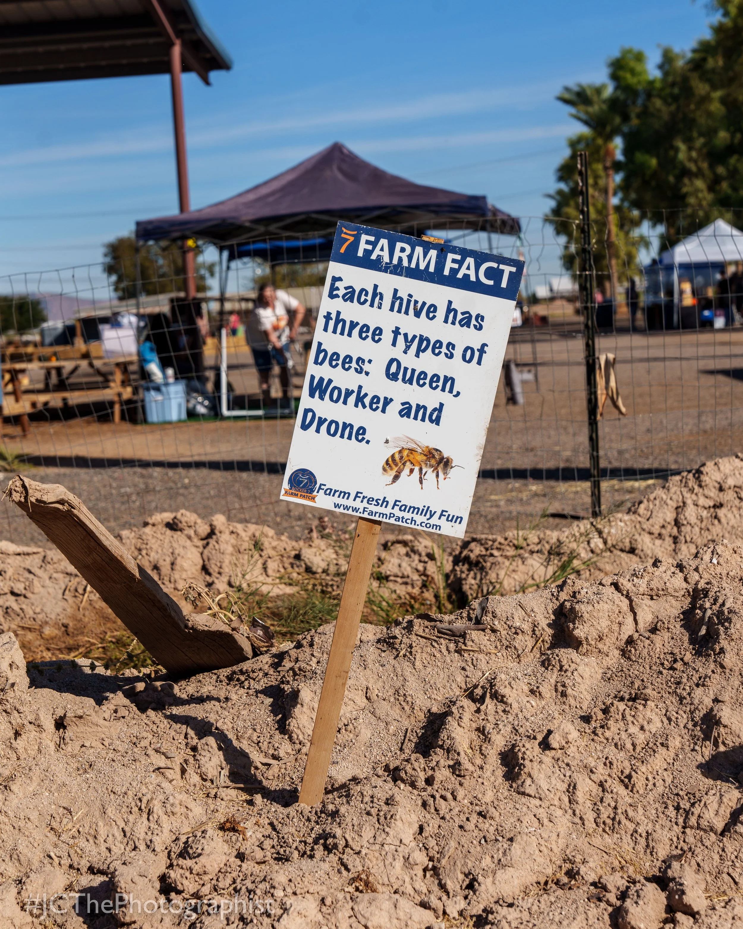 Sunflower Farm-101.jpg