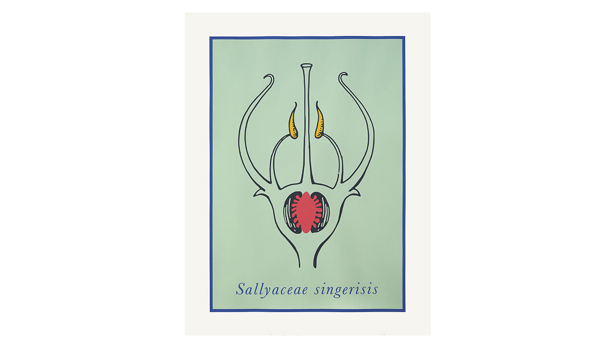 Sallyaceae Singerisis