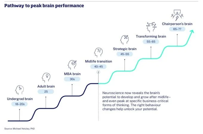 Diagram showing stages of adult brain development across the lifespan, from early adulthood to later leadership roles, highlighting the progression toward strategic and executive brain performance in midlife and beyond.