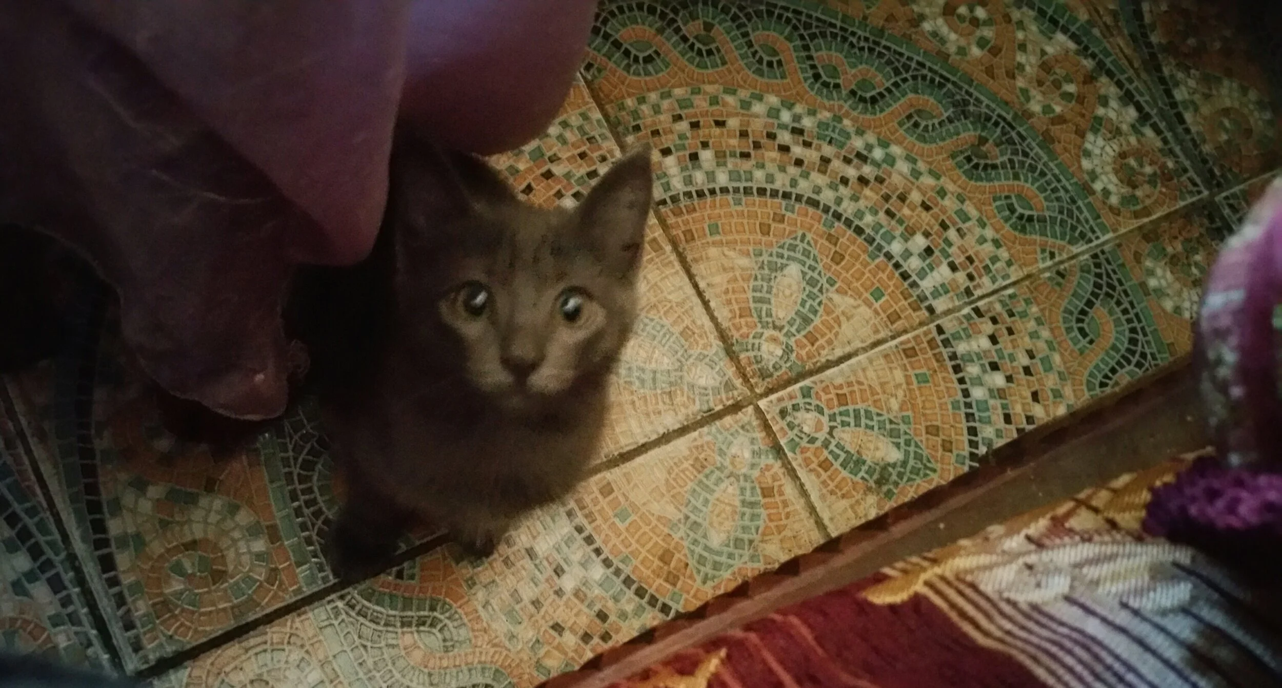 It’s Not The Cat’s Fault