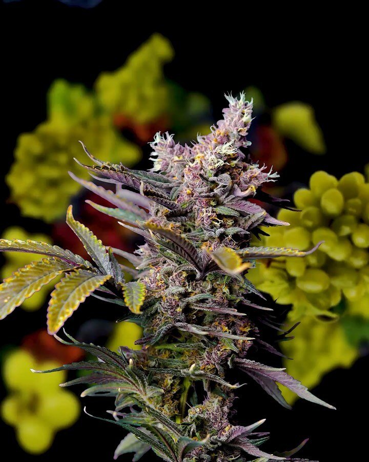 Good morning y&rsquo;all. Hope you&rsquo;re enjoying your daily coffee and toke. Wanted to send some positive energy your way. Whatever you&rsquo;re stuck on or having trouble with, say yes to the challenge. It&rsquo;s scary trying new things and put