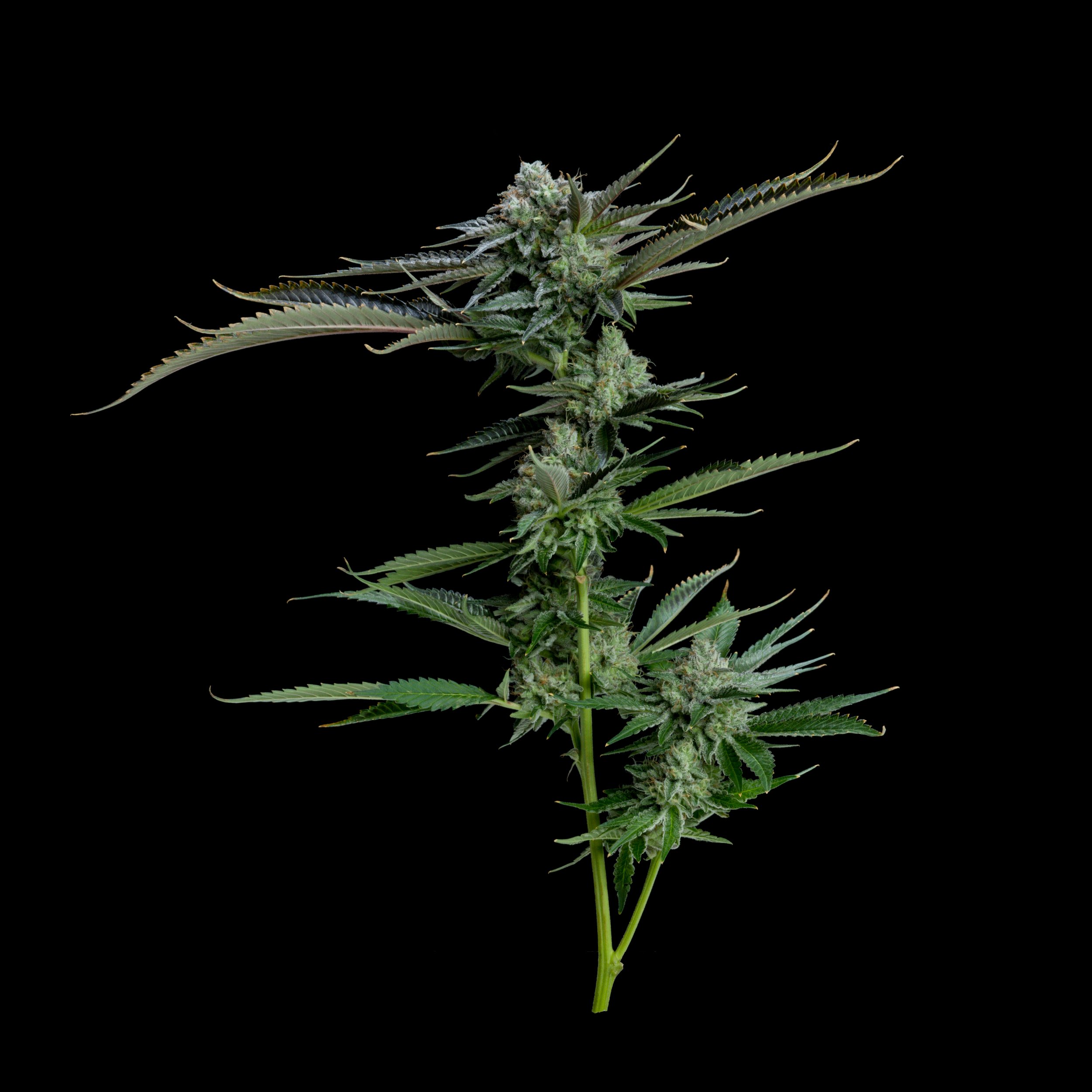 ZaZa 41 - Full Cut on Black - Planet ZaZa 10.12.21 - Paul Tumpson Cannabis Photographer Las Vegas-Edit.JPG