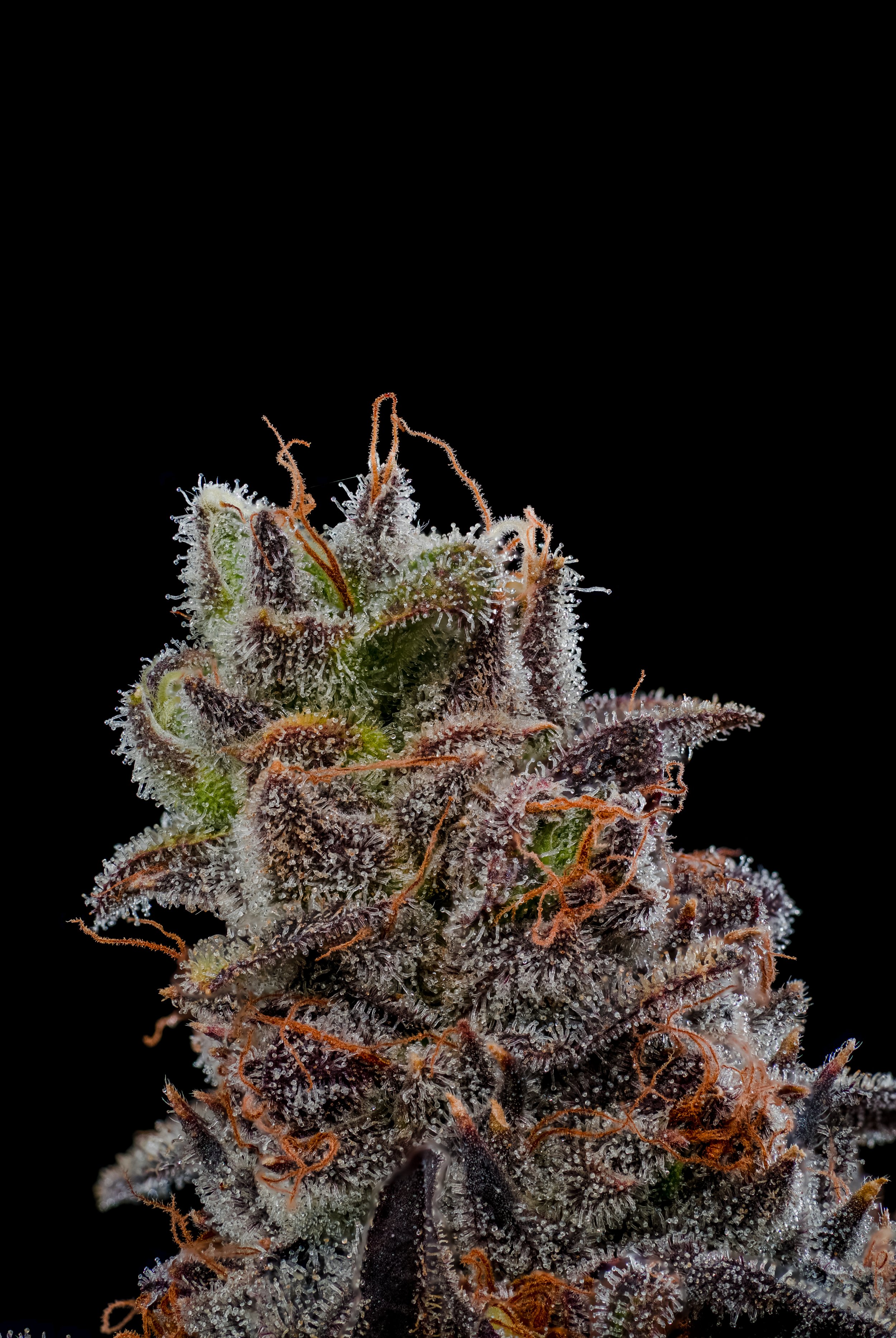 Pellegreeno Live Cut Tip - TGC 8.9.21 - Paul Tumpson Cannabis Photography Vegas.JPG
