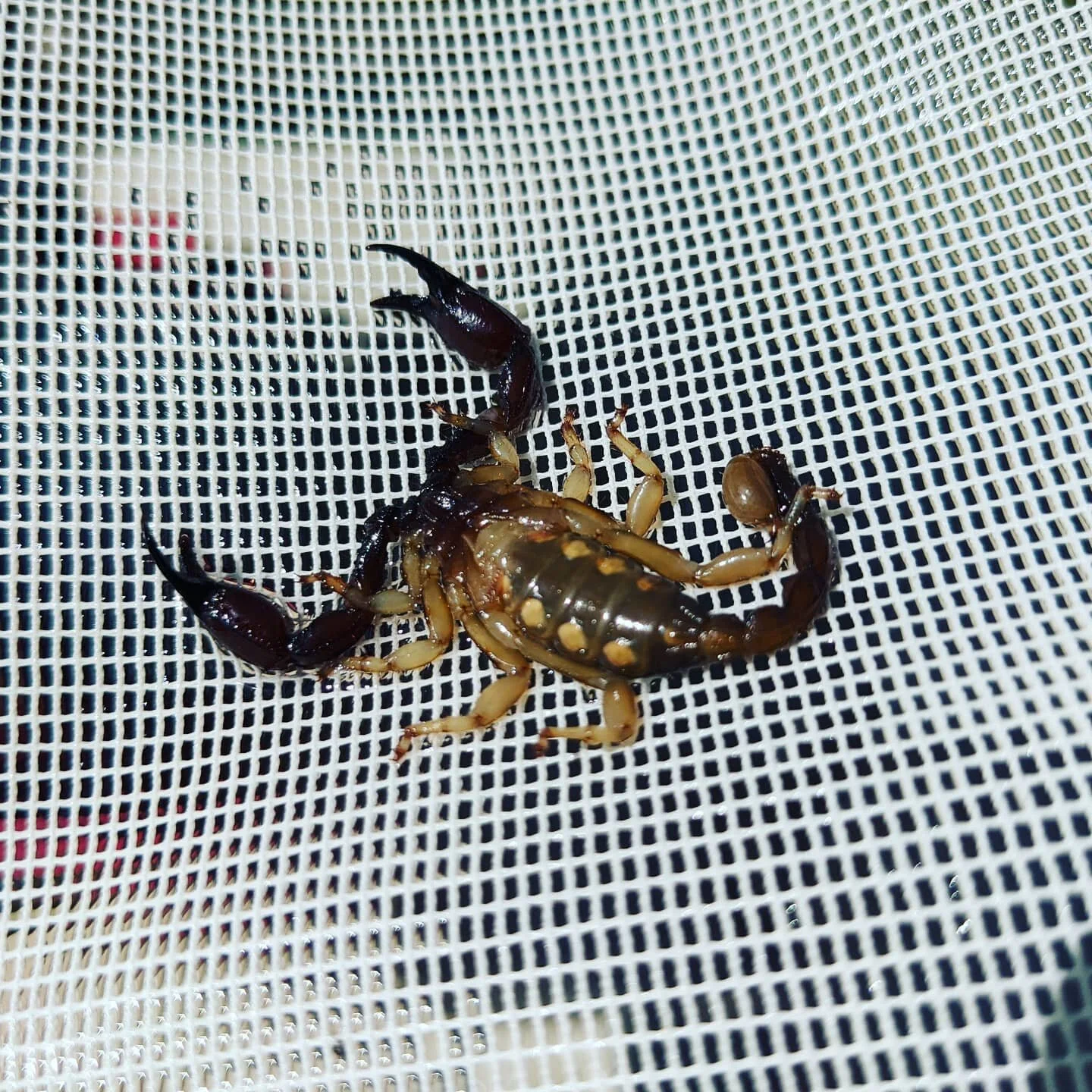 Going for a swim? Check your pool first. #pestcontrolservice #pestprevention #spiderservices #spiderproducts #rodentcontrol #rodentproducts #termiteinspection #termitecontrol #termiteprotection #termiteprevention #termiteproducts #pestproducts