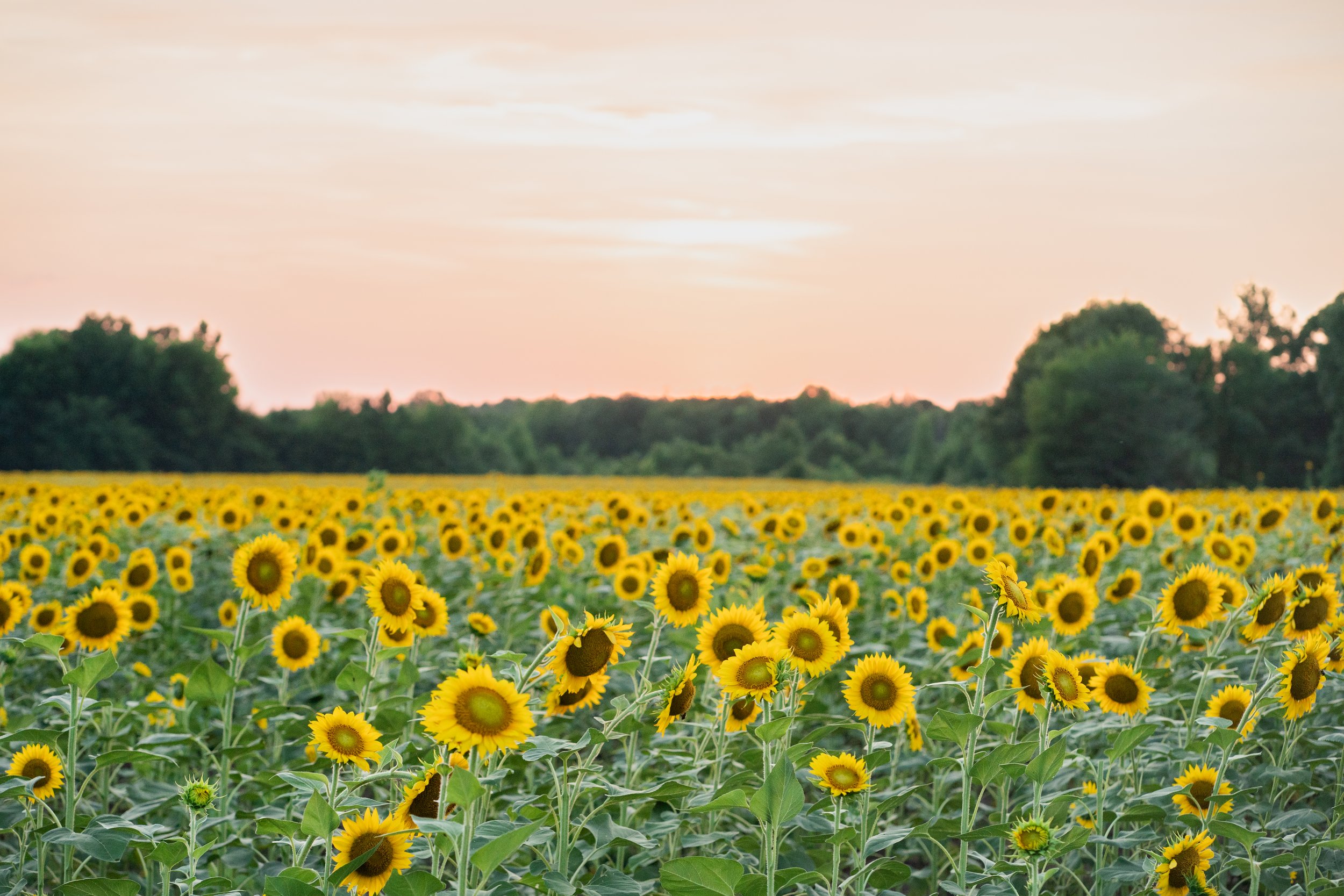 Visit Alabama Sunflower Field The