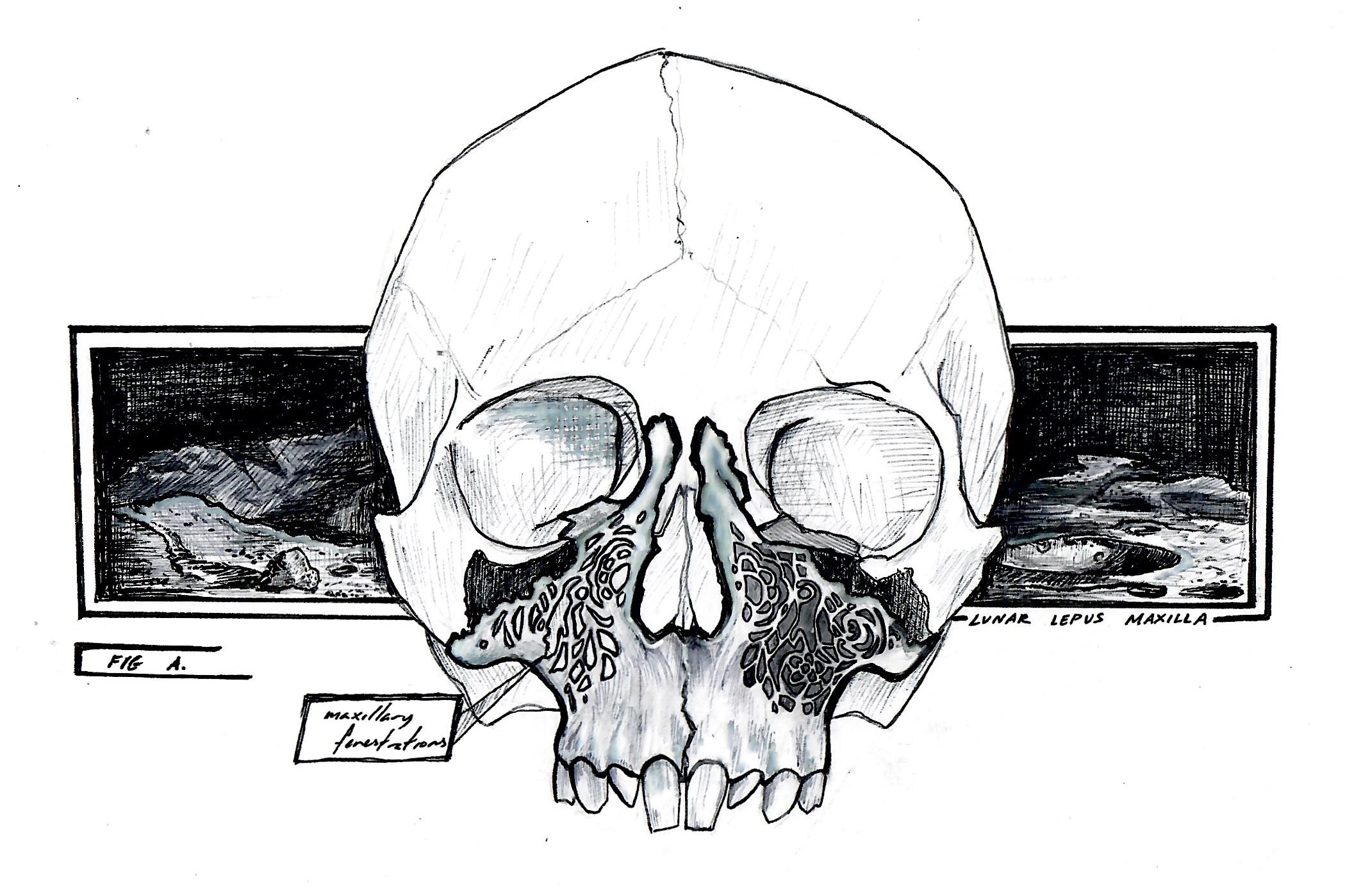 Lunar Lepus Maxilla