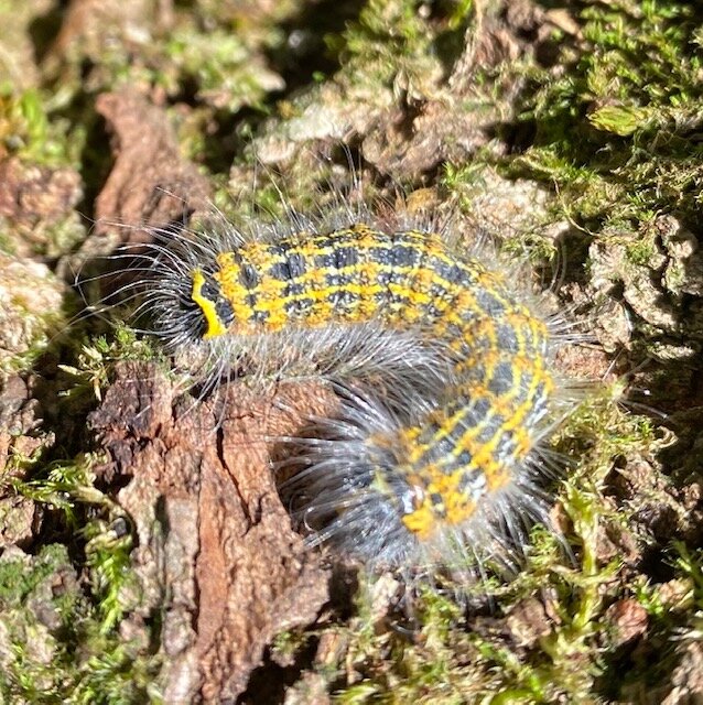 Wild caterpillar.jpg