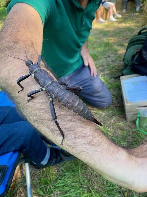 Stick insect on Tony.jpg