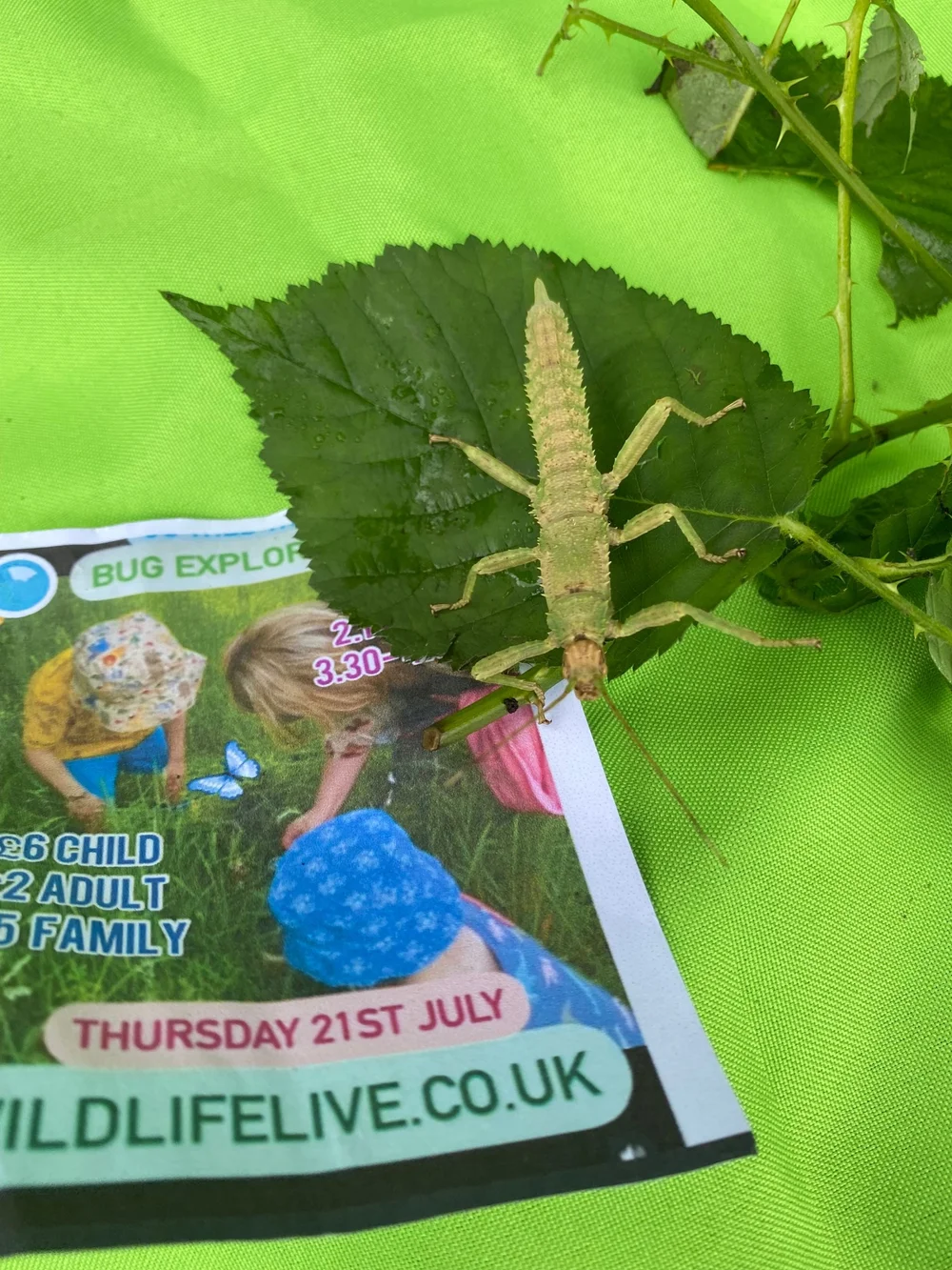 JULY BUG EXPLORERS Summer Holiday Weekday Special — Wildlife Live