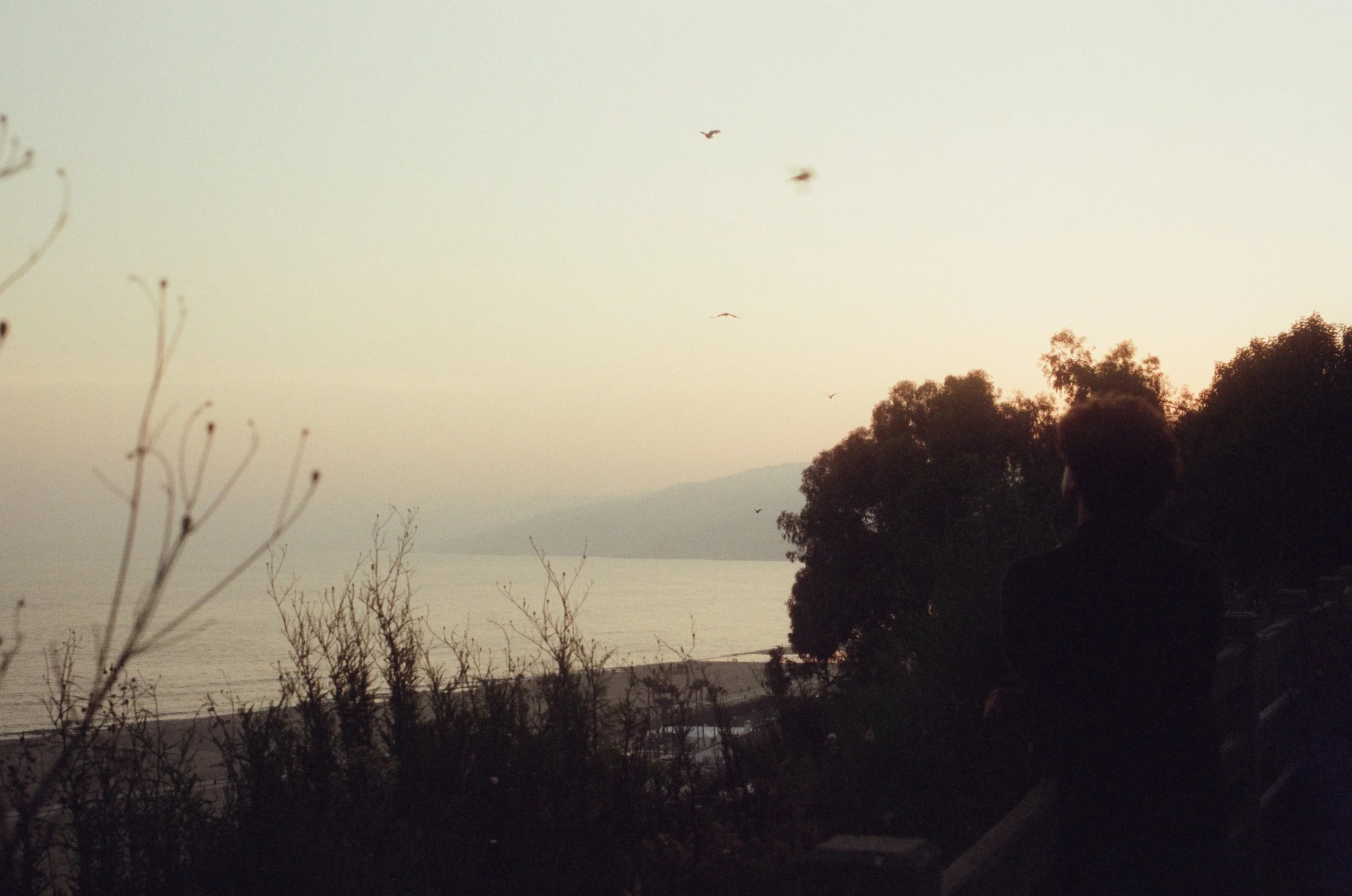 Canon AE-1. Cinestill 400D. FD 50mm f2.