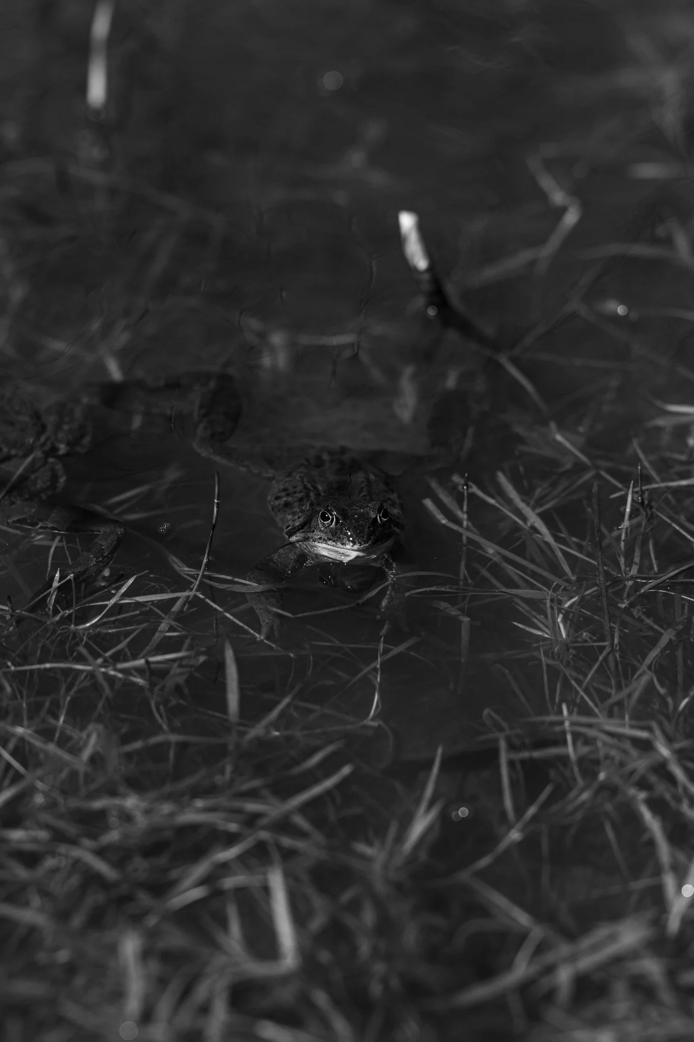 DSC_7144.jpg