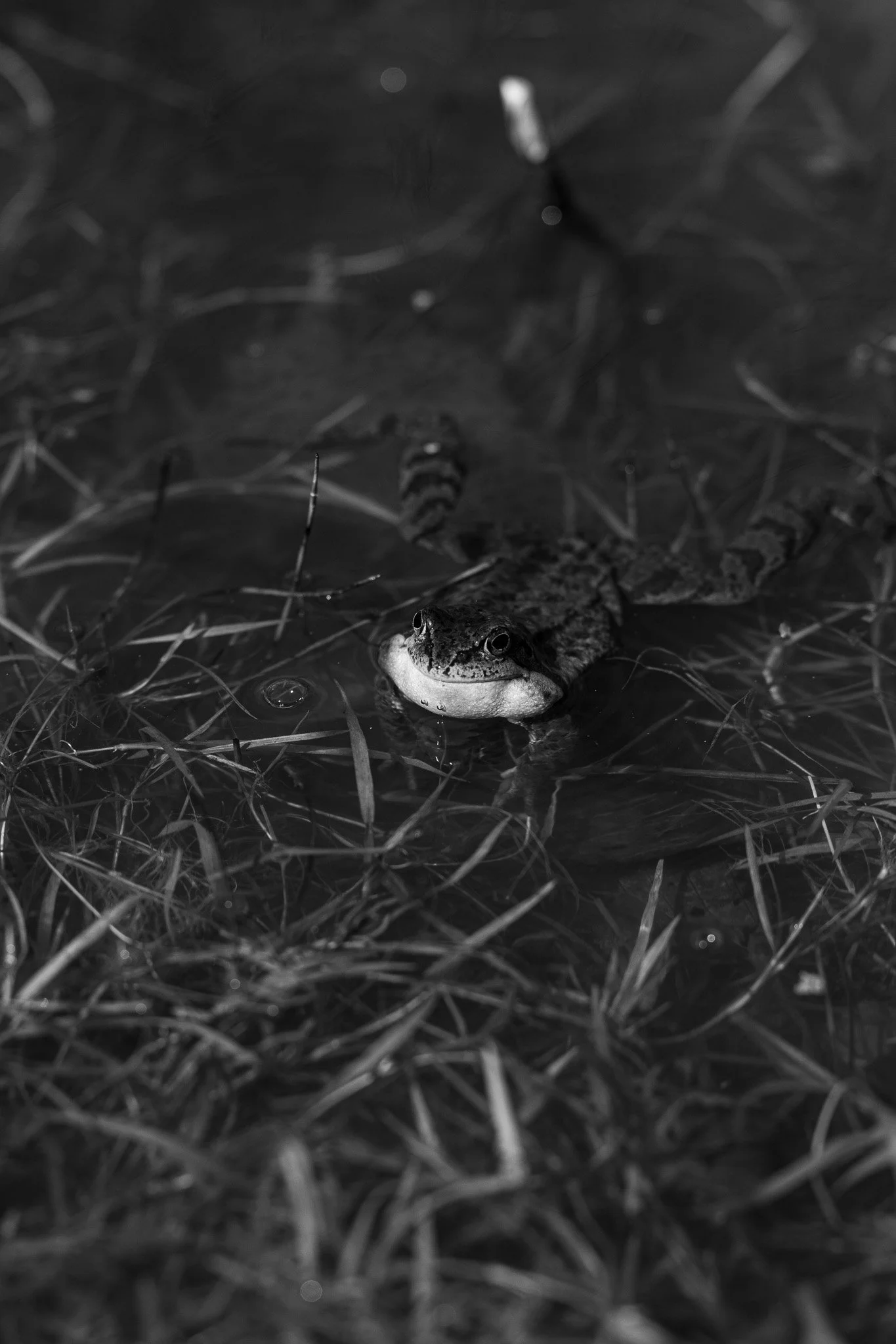 DSC_7154.jpg