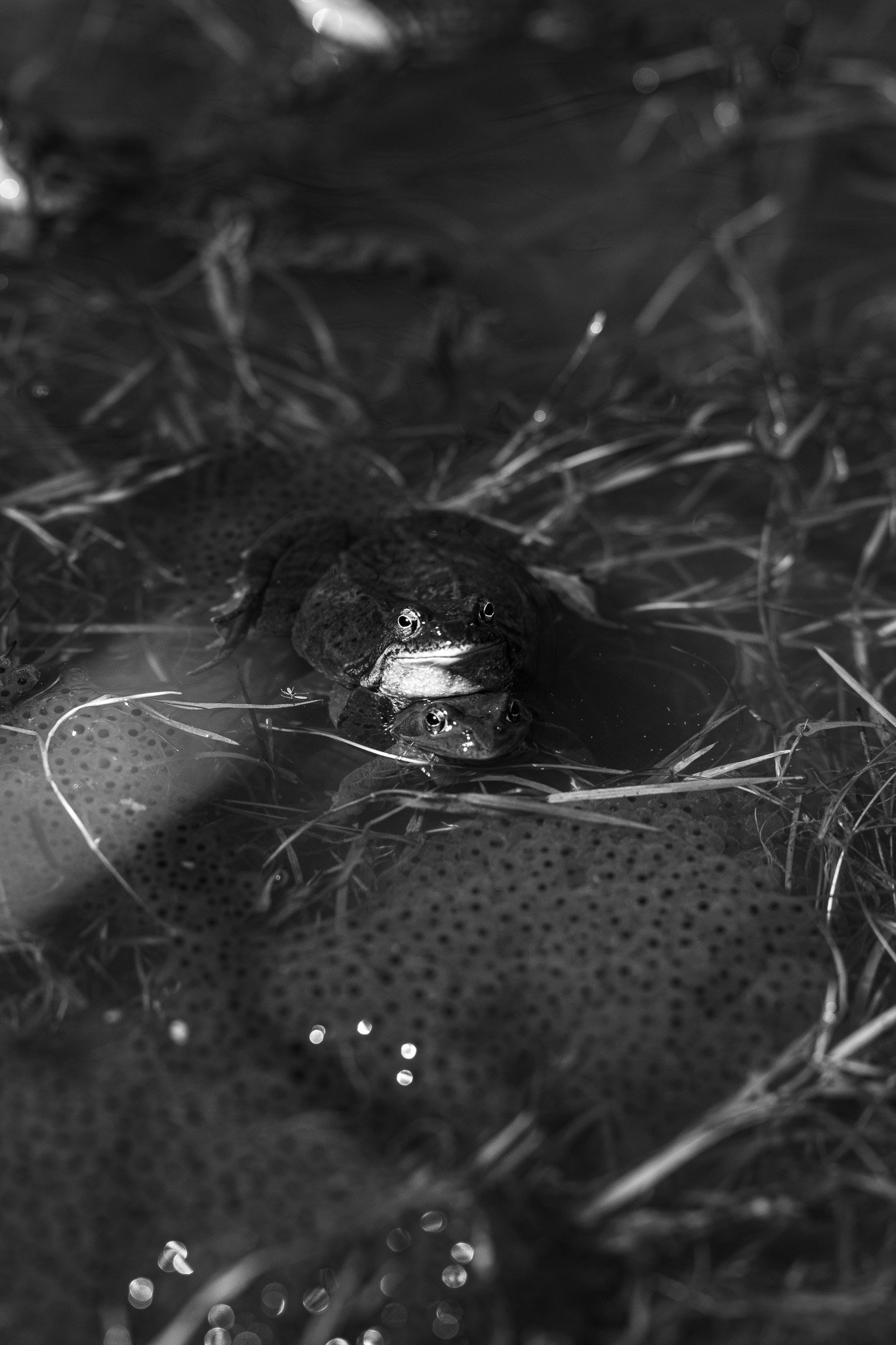 DSC_7158.jpg