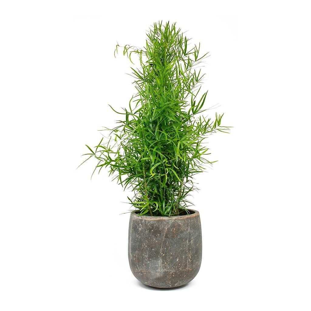 https://i.etsystatic.com/24837219/r/il/0d130f/2740265167/il_fullxfull.2740265167_7gt2.jpg