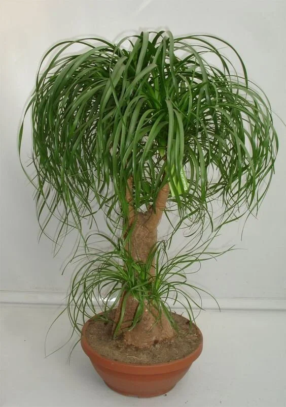 sansevieria for sale Sansevieria Masoniana Variegated MEDIUM QUALITY