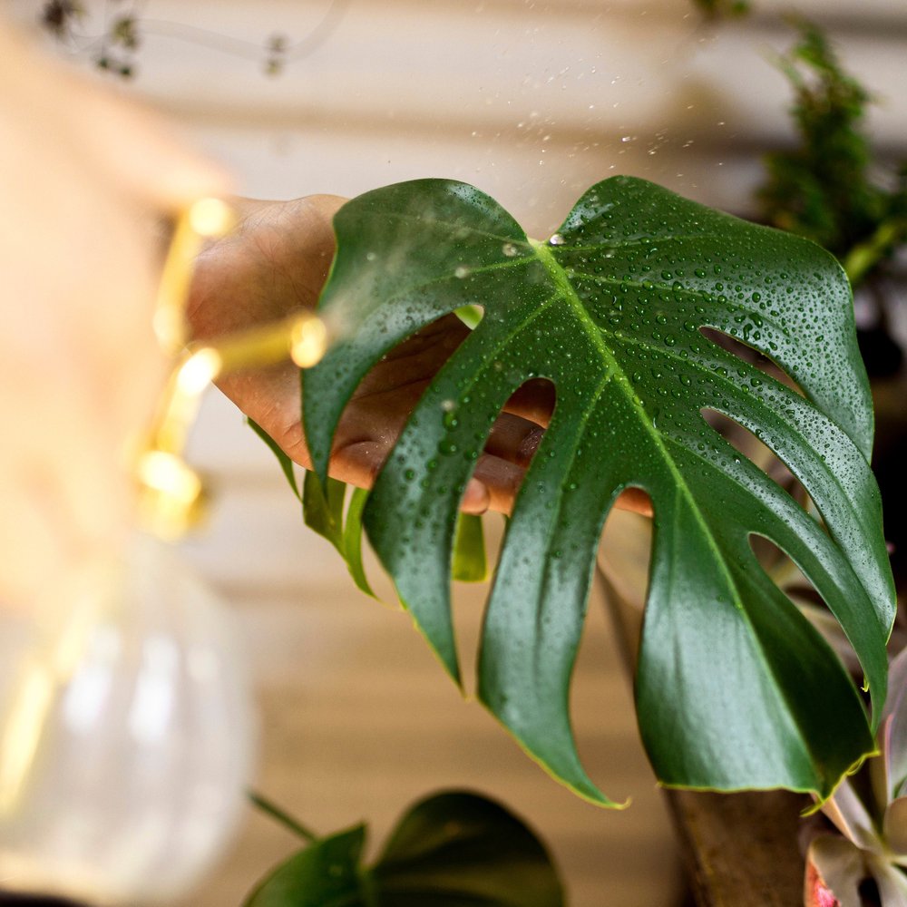 monstera adansonii wide form Monstera adansonii wide leaf form